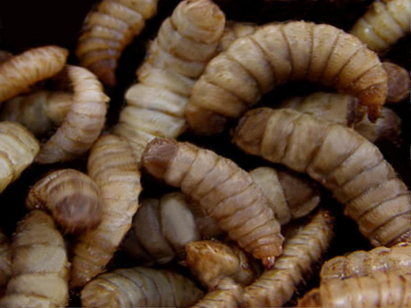 Munching maggots solve waste problems - SWI