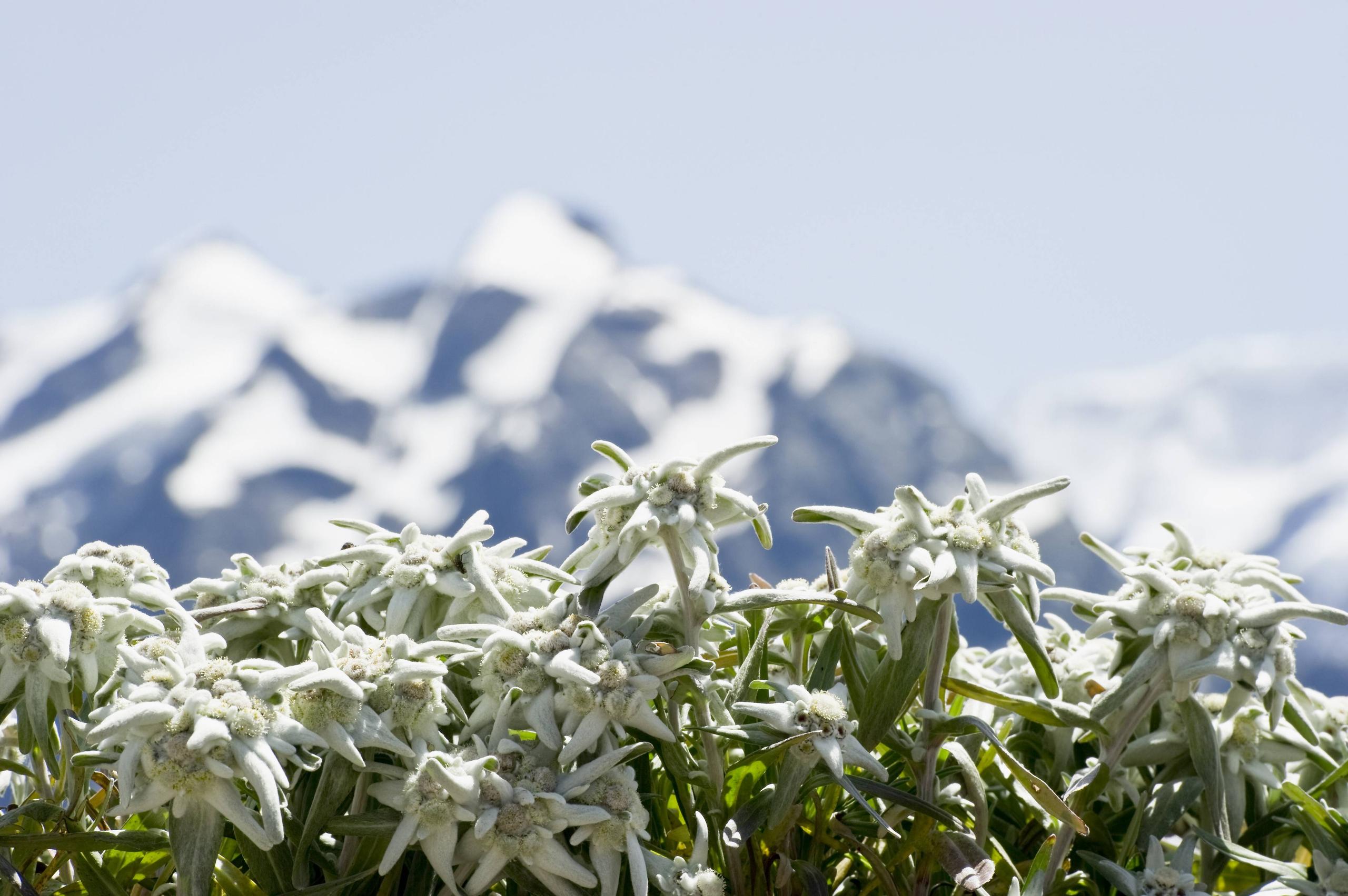 группа эдельвейсов на фоне Альпийских гор