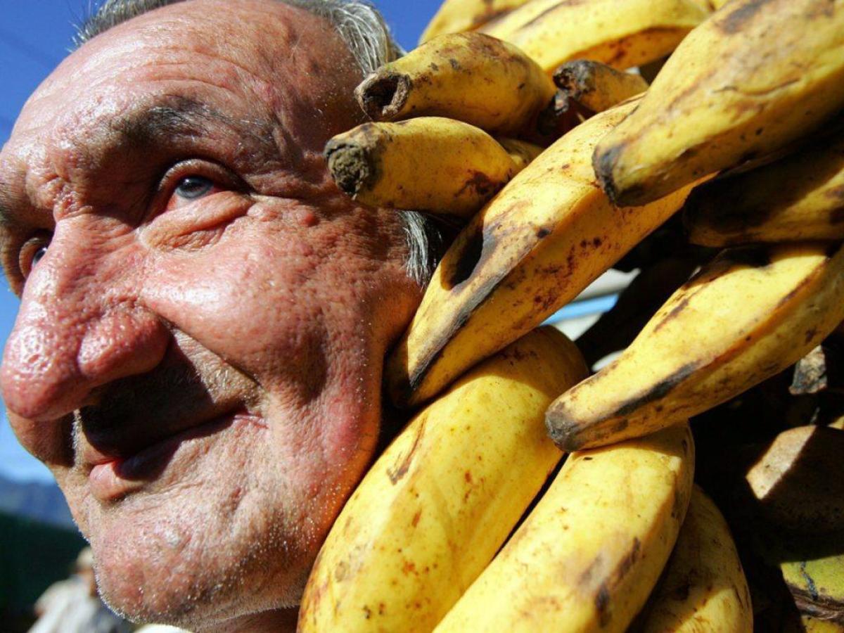 Ein Pilz bedroht den weltweiten Exportschlager Banane - SWI swissinfo.ch