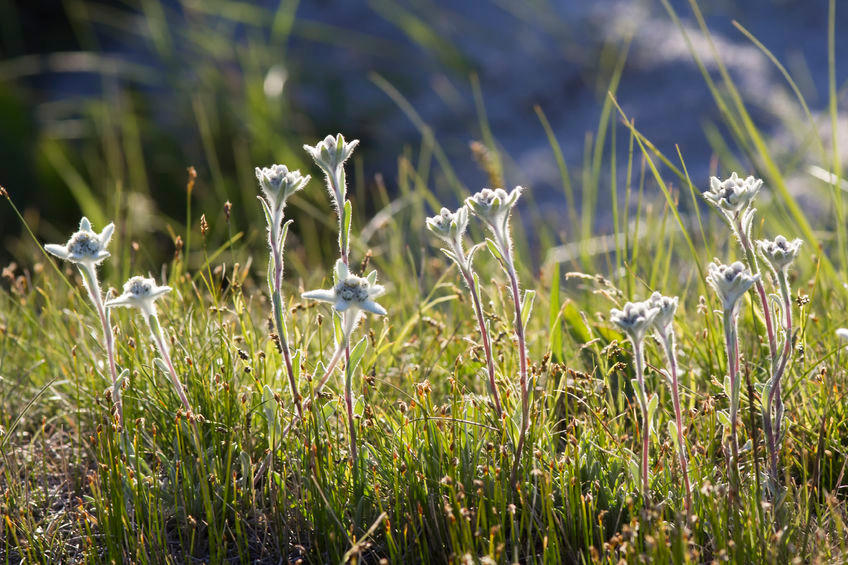 Edelweiss and grass