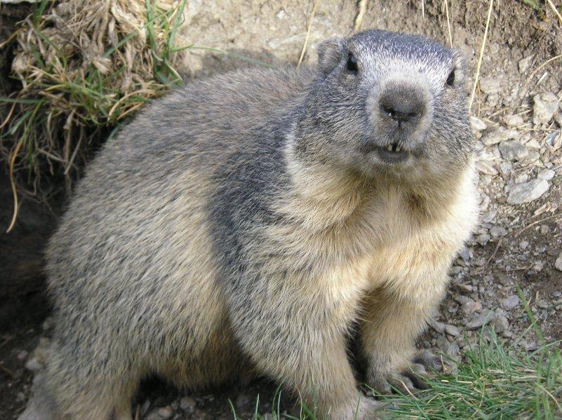 una marmotta su un terreno incolto.