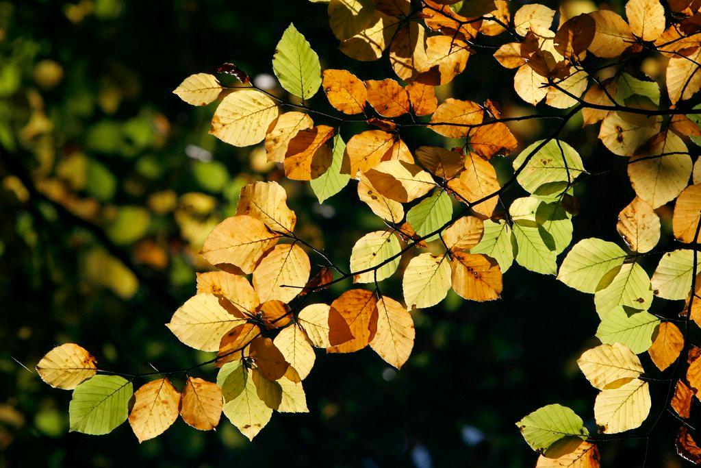 Золотые листья бука.