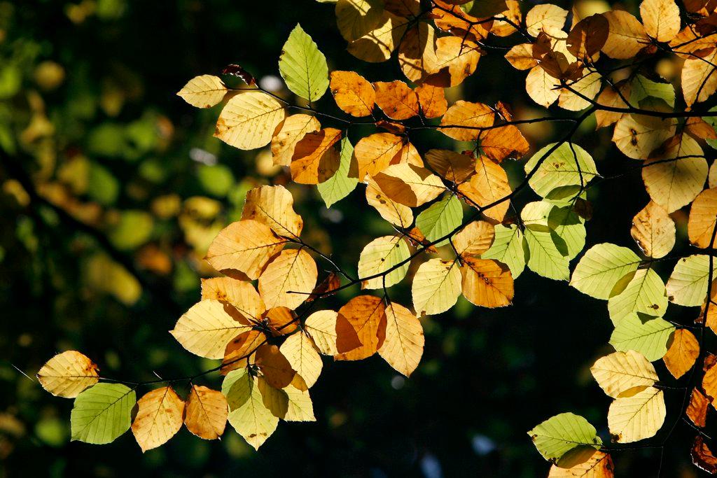 Herbstliche Buchenblätter