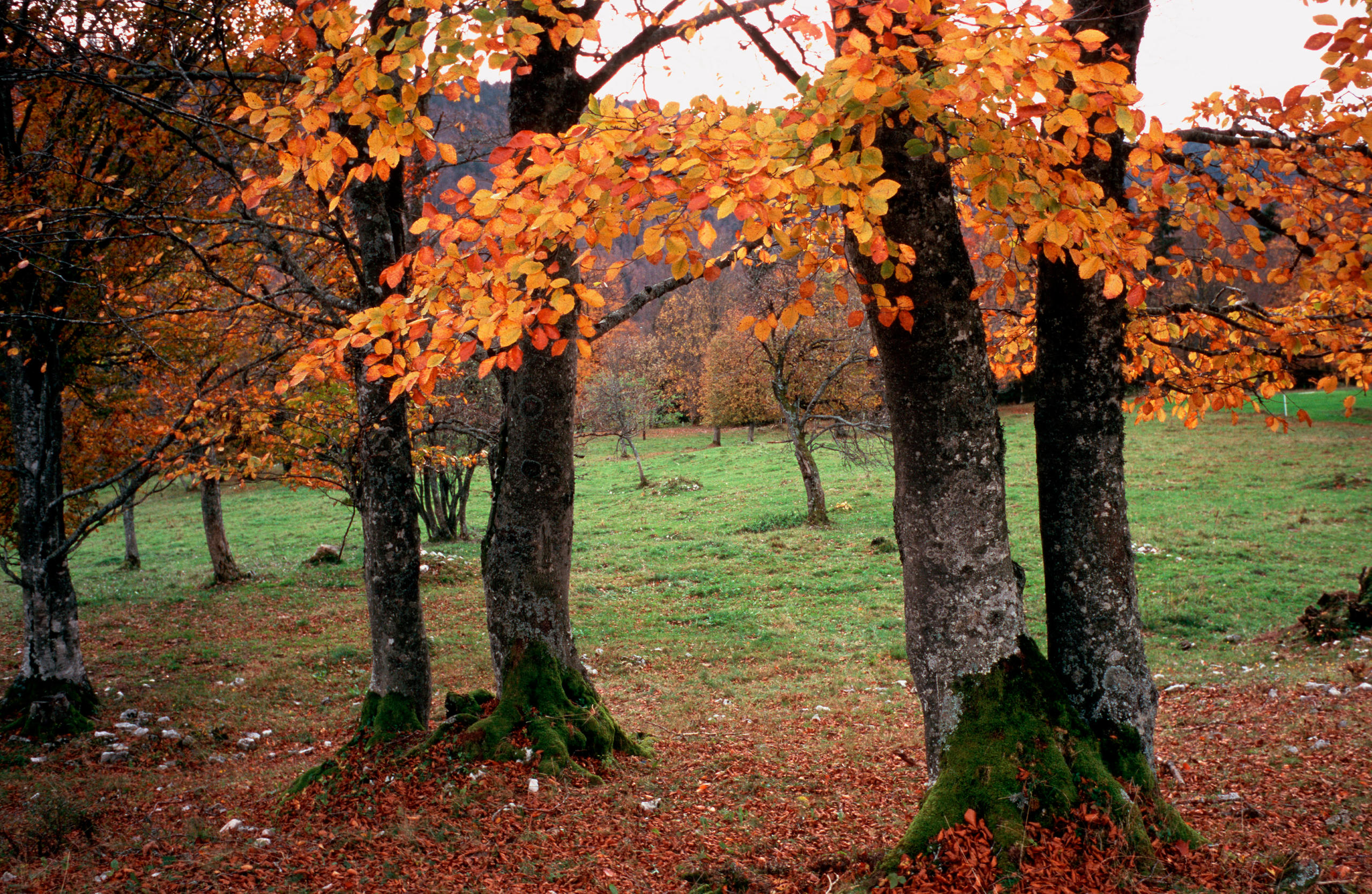 Осенняя листва буковых деревьев в кантоне Юра.