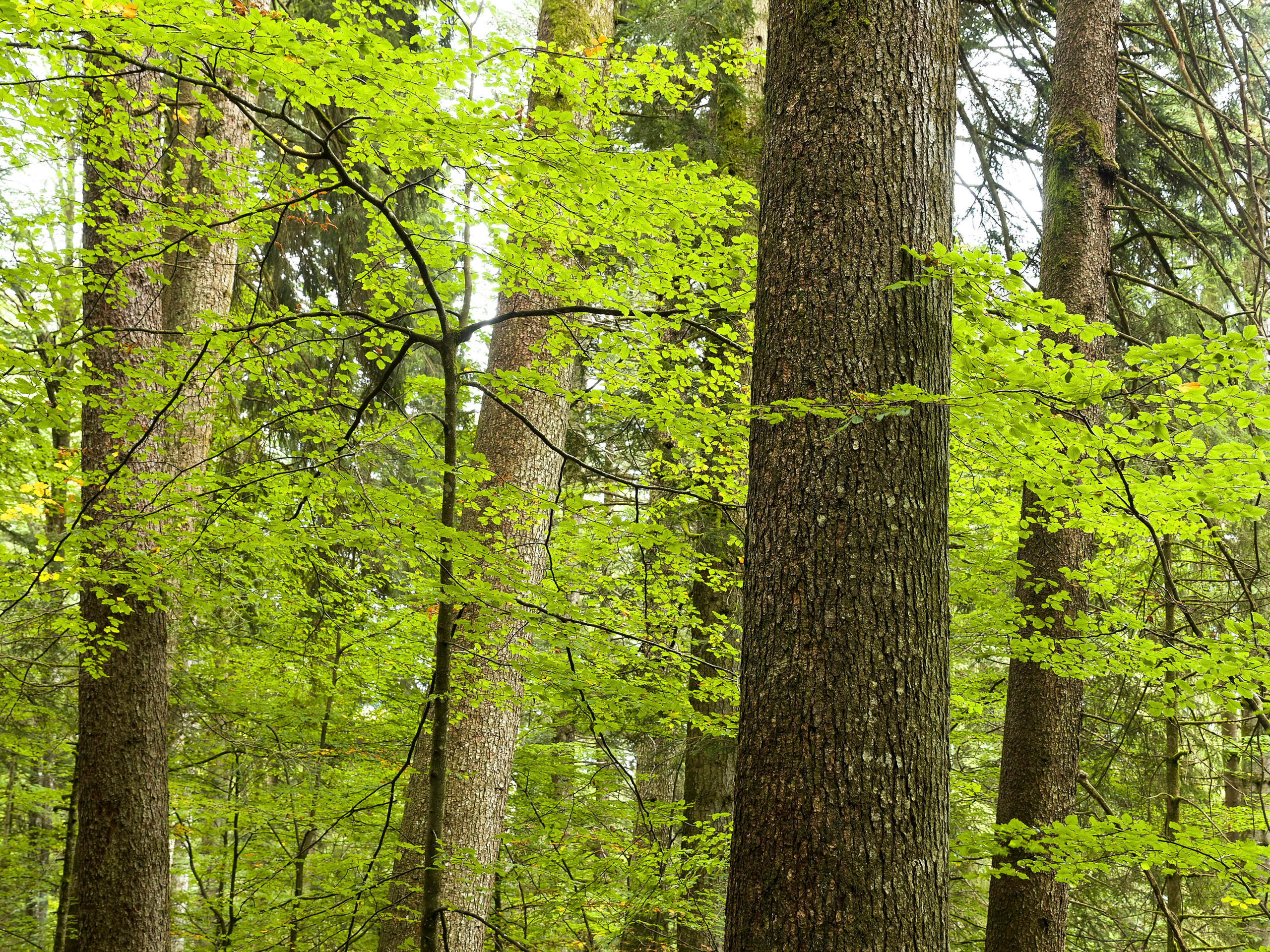 Reserva natural de Leihubelwald, en Giswil