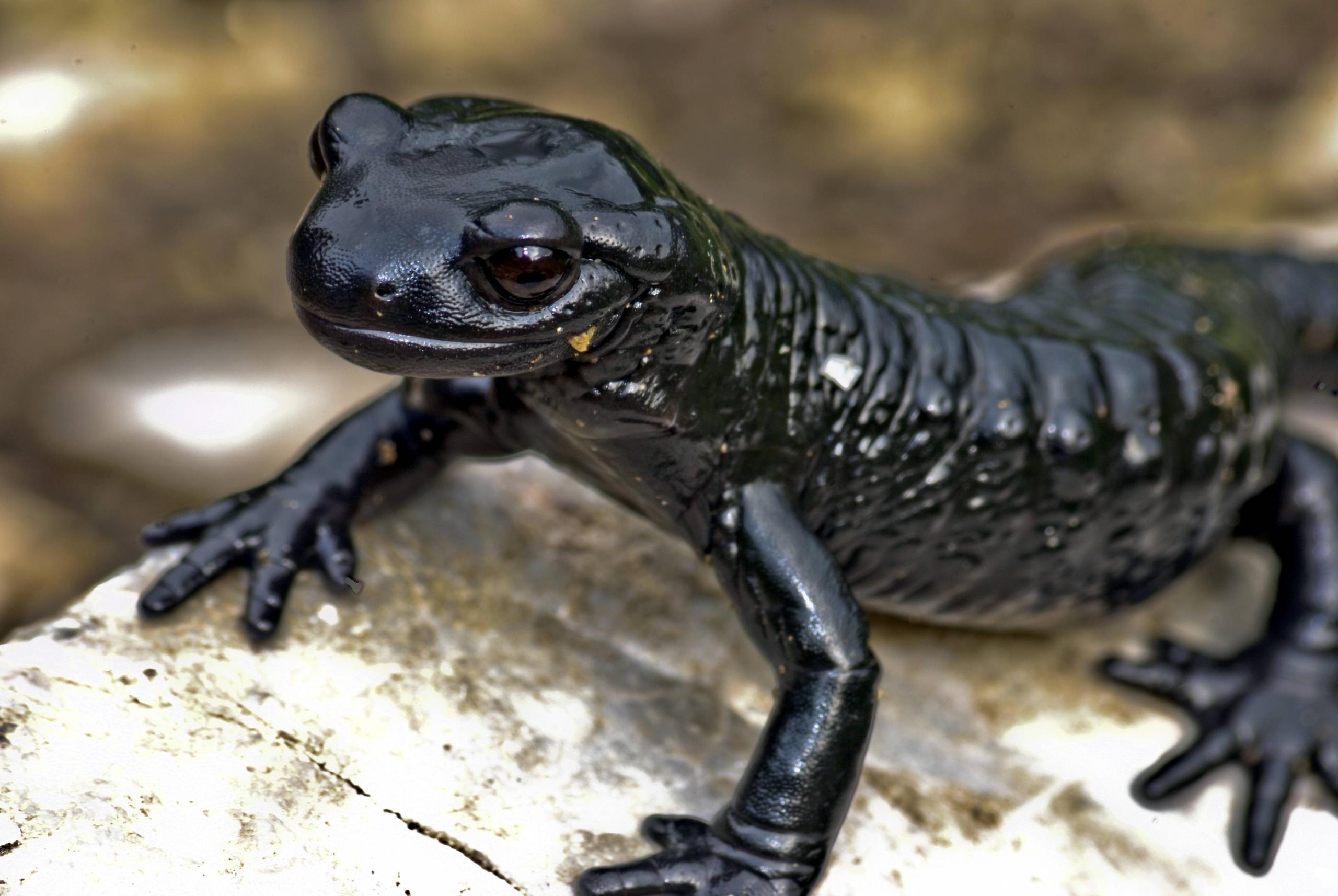 Salamandra de perto