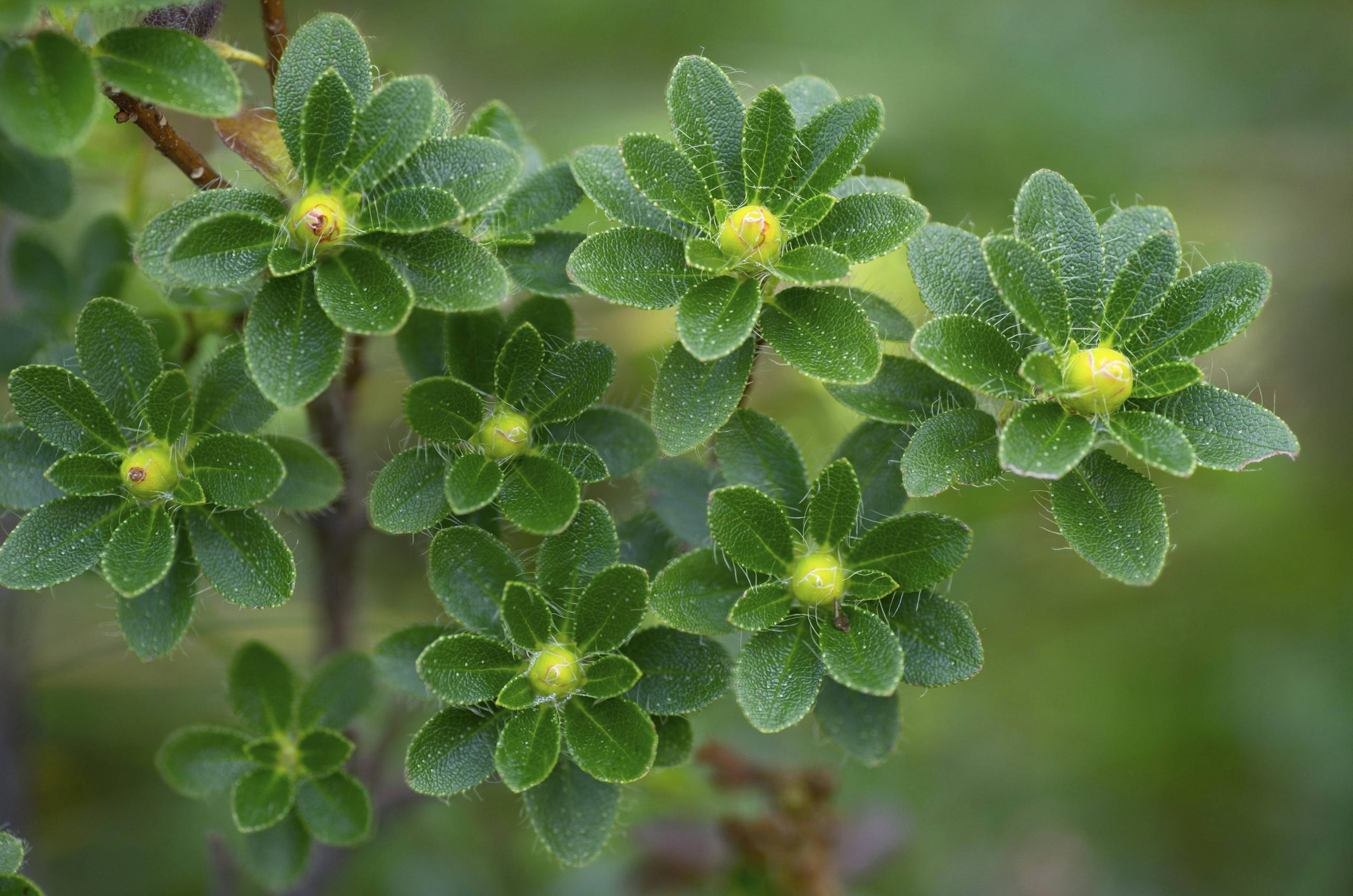 Alpenrose in bud