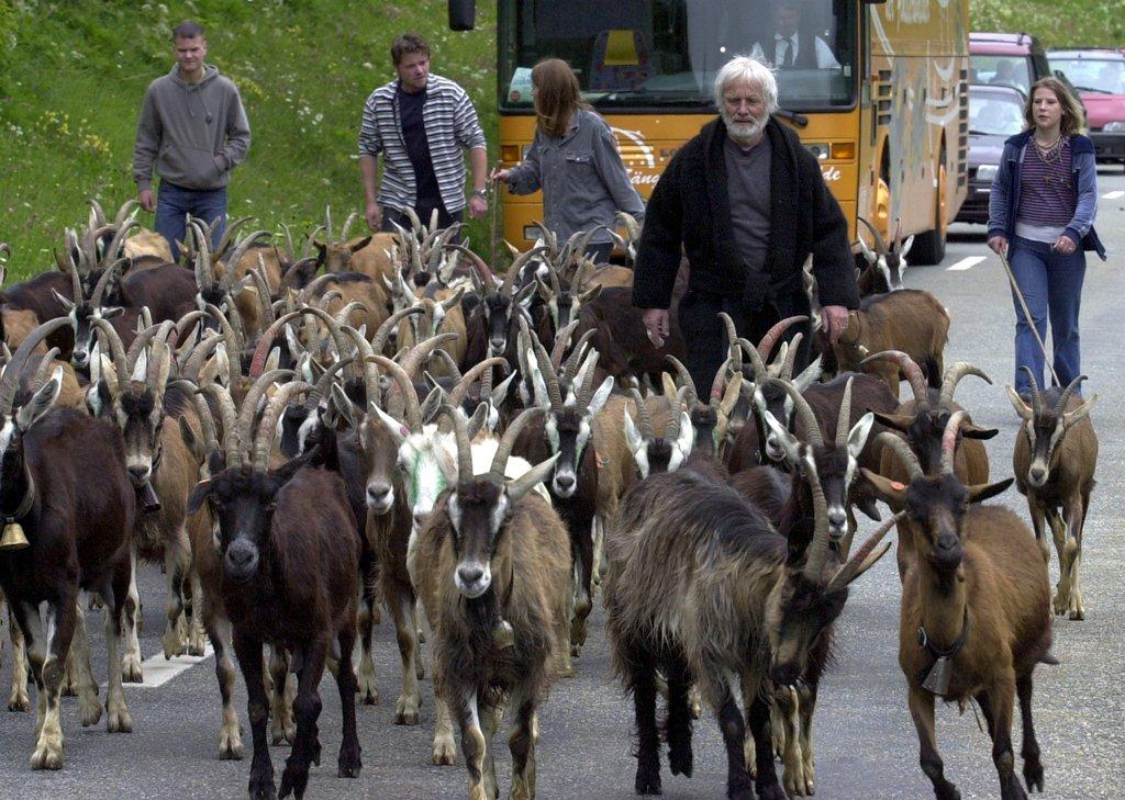 Geissen ziehen auf die Alp