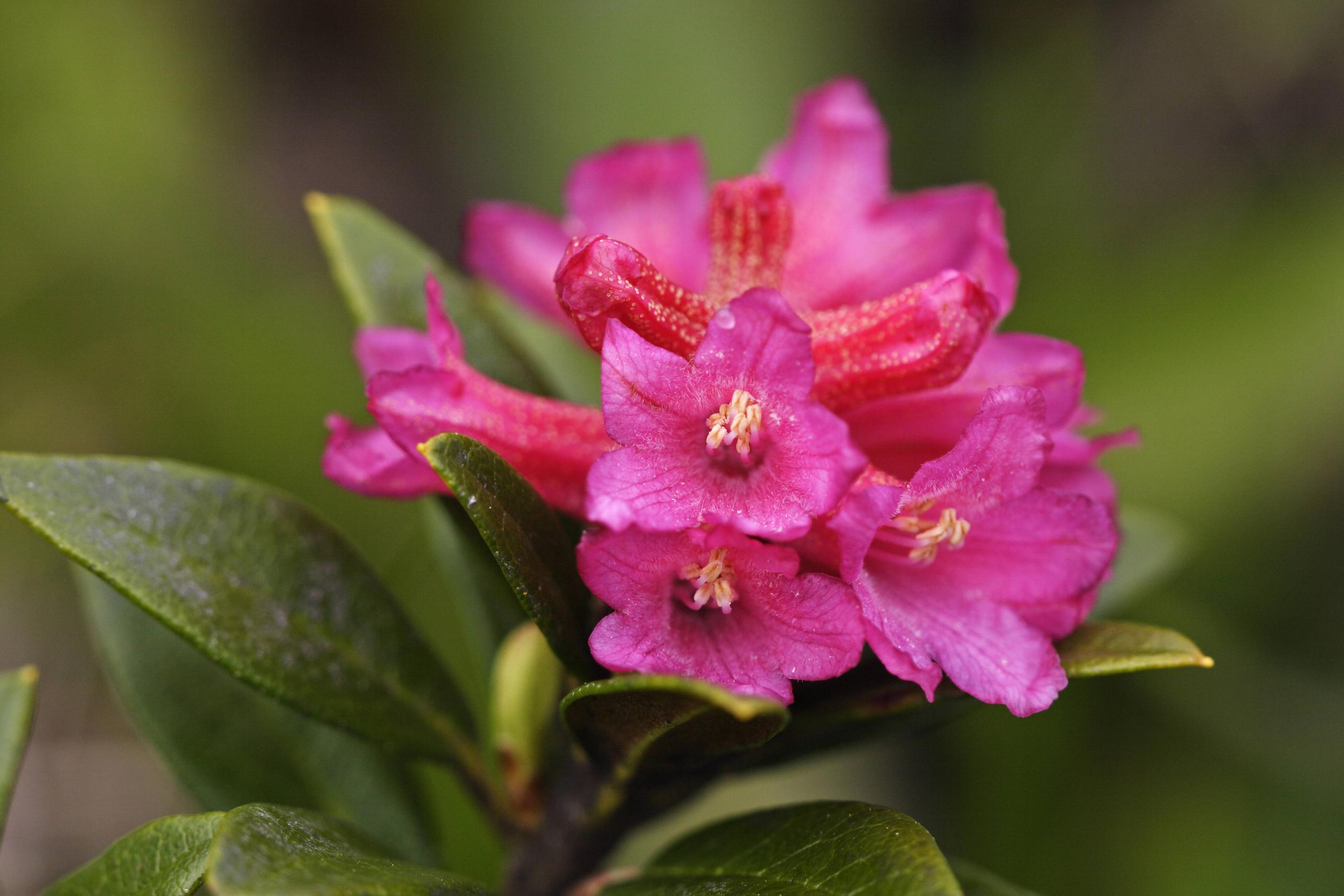 Rusty-leaved alpenrose