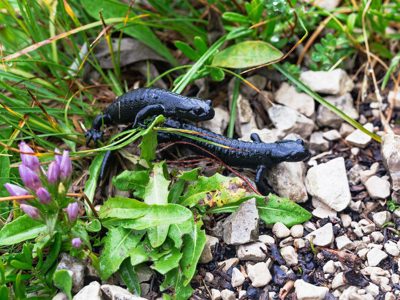 Salamandras copulando