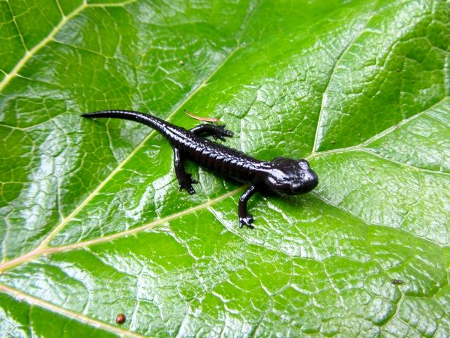 маленькая саламандра на зеленом листке