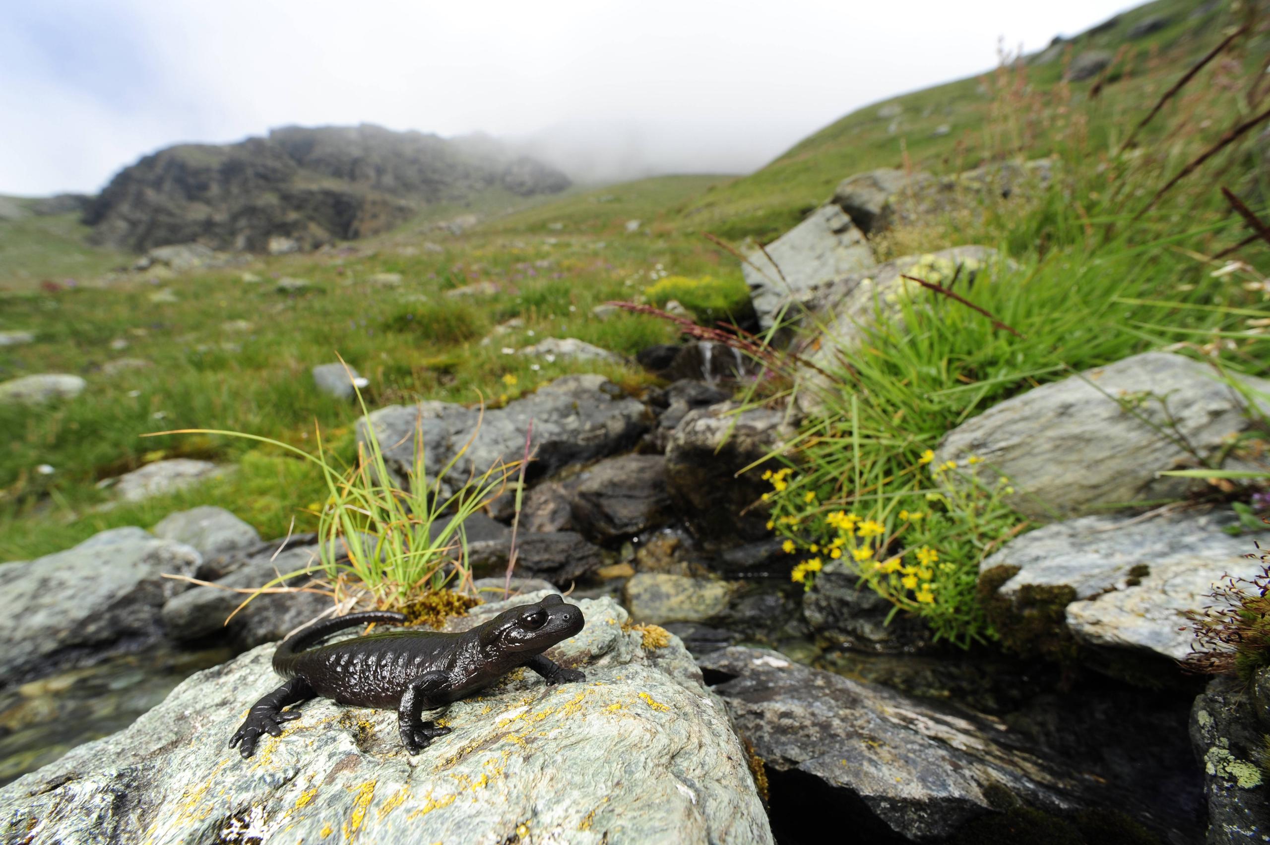 salamander on rock