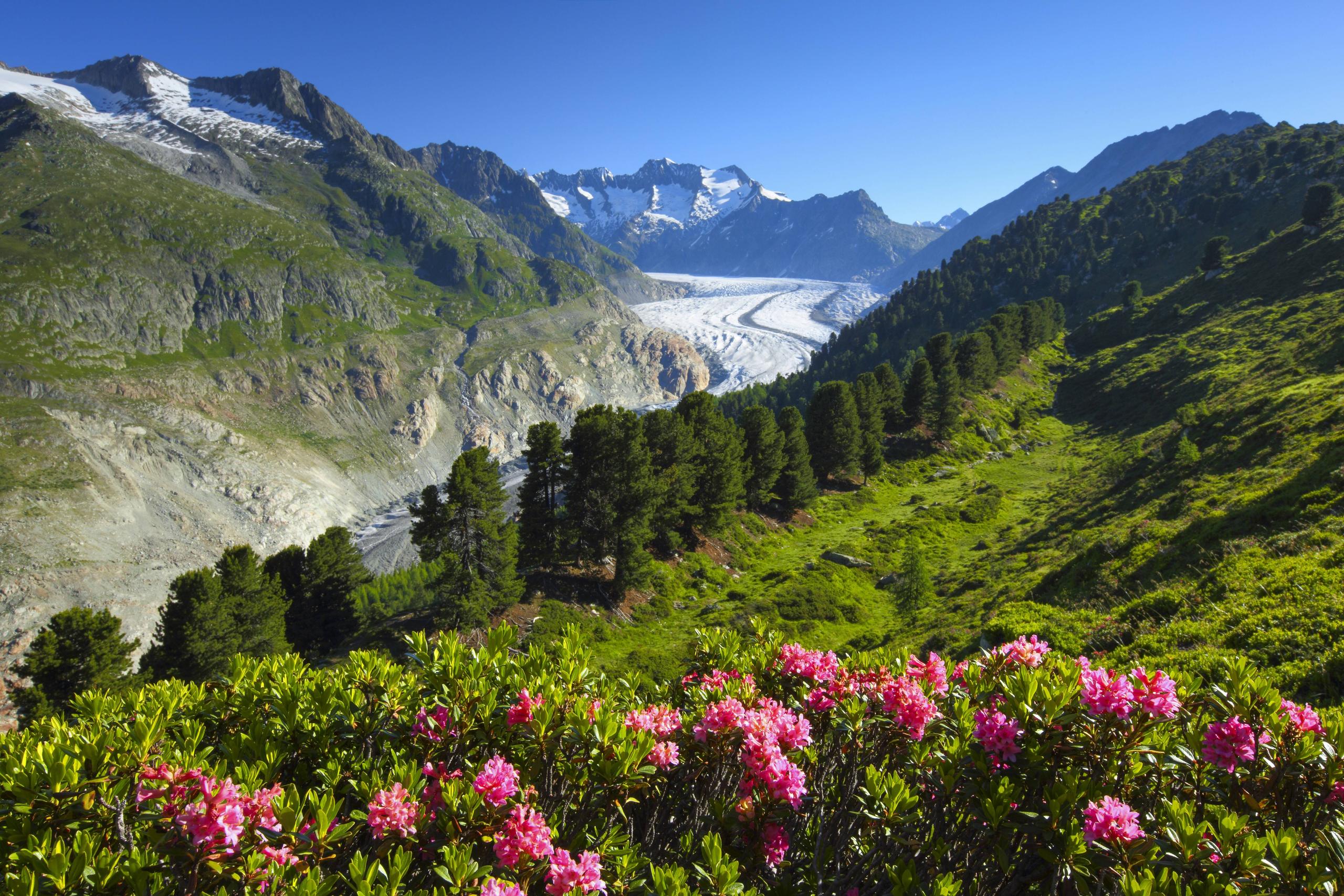 rose delle Alpi e sullo sfondo il ghiacciaio dell Aletsch