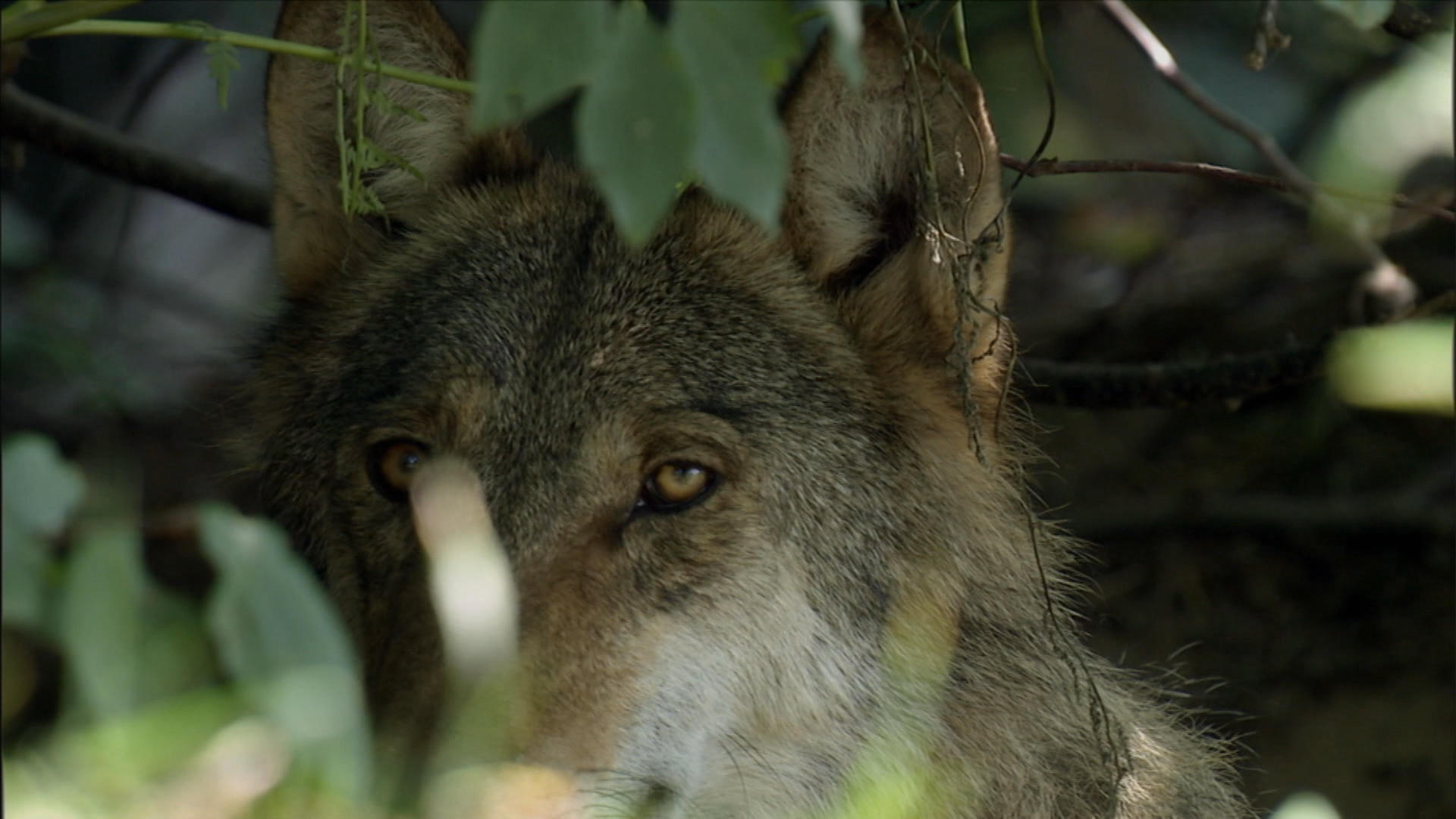 wolf