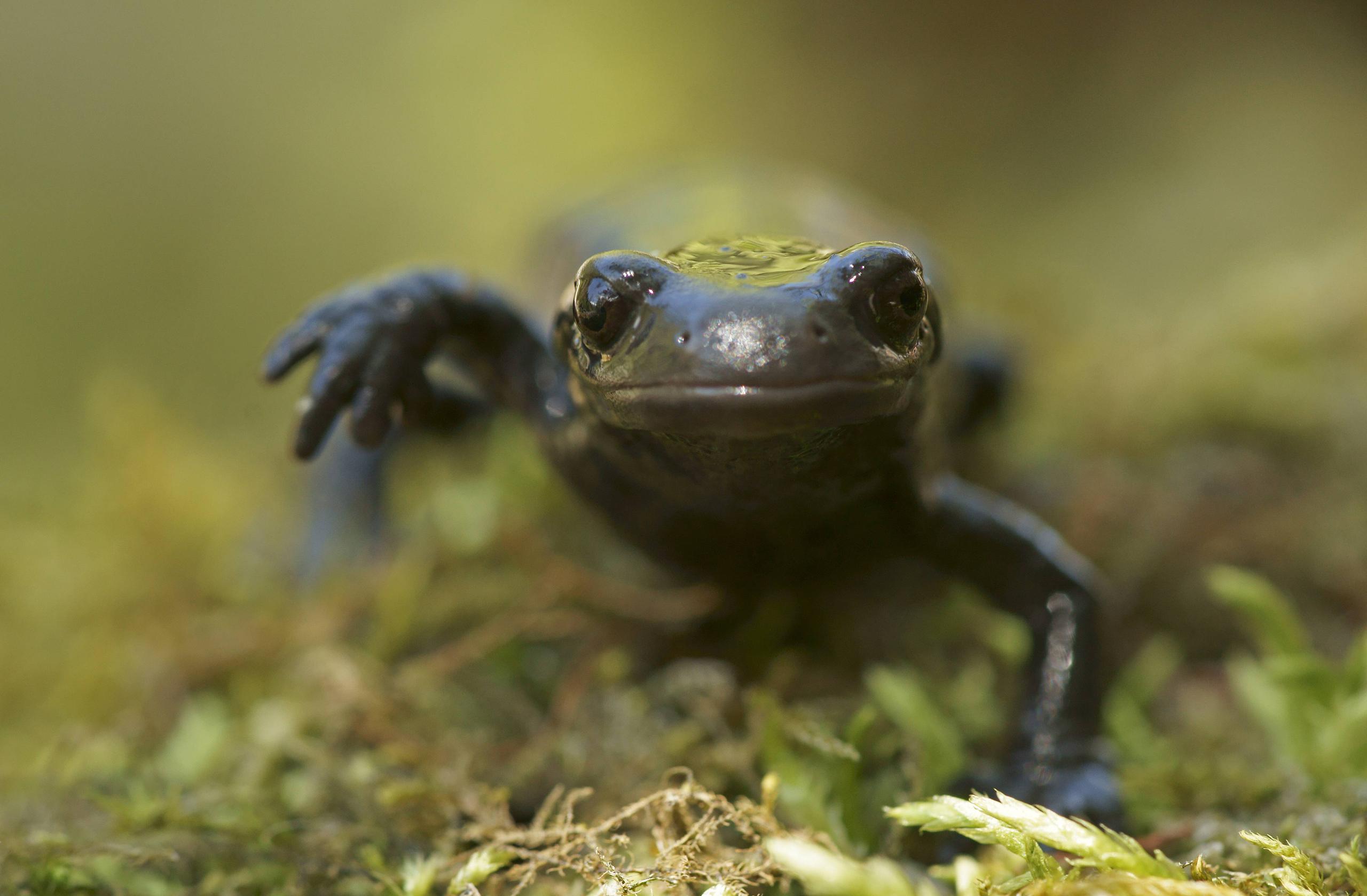 salamander face