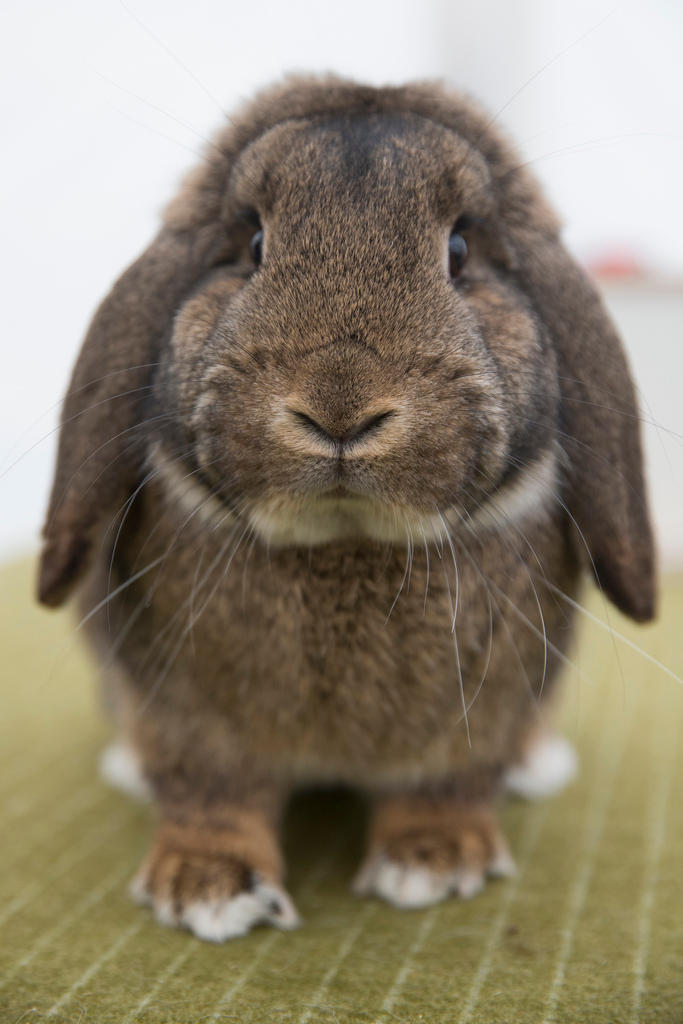 Ein Kaninchen der Rasse Kleinwidder