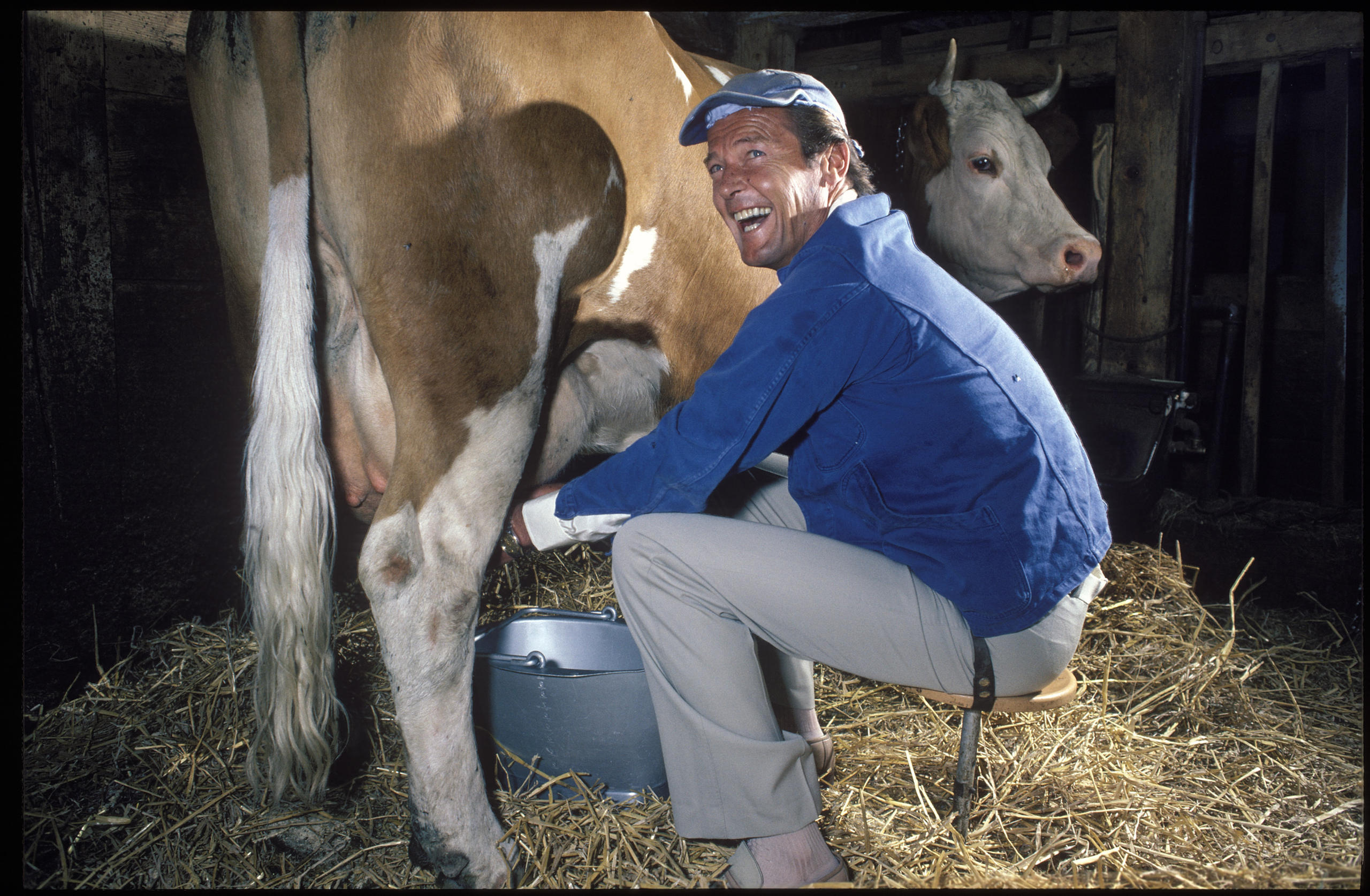Roger Moore milking a cow