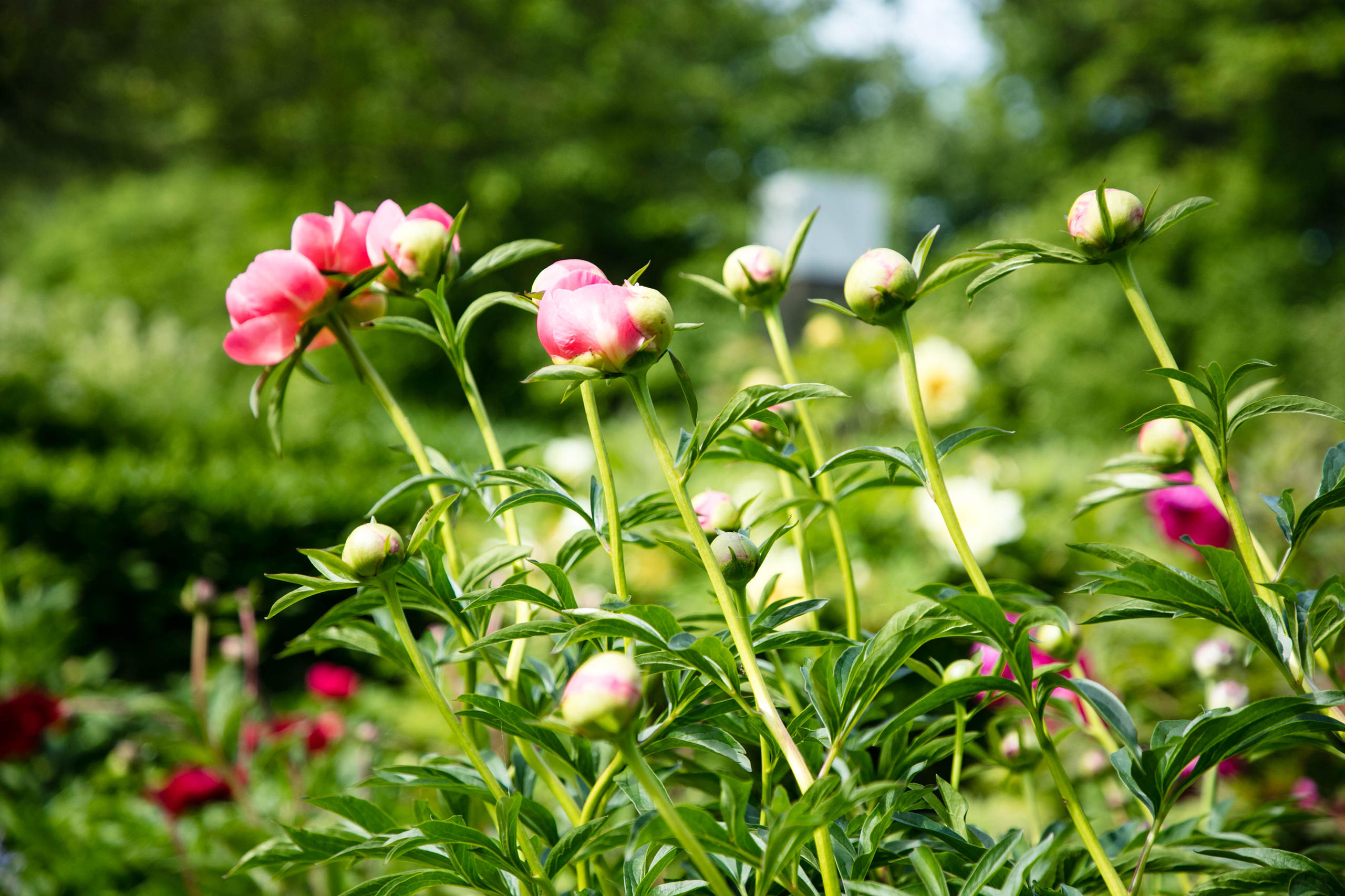 الحديقة تضم أيضا زهور فاونيا هجينة.