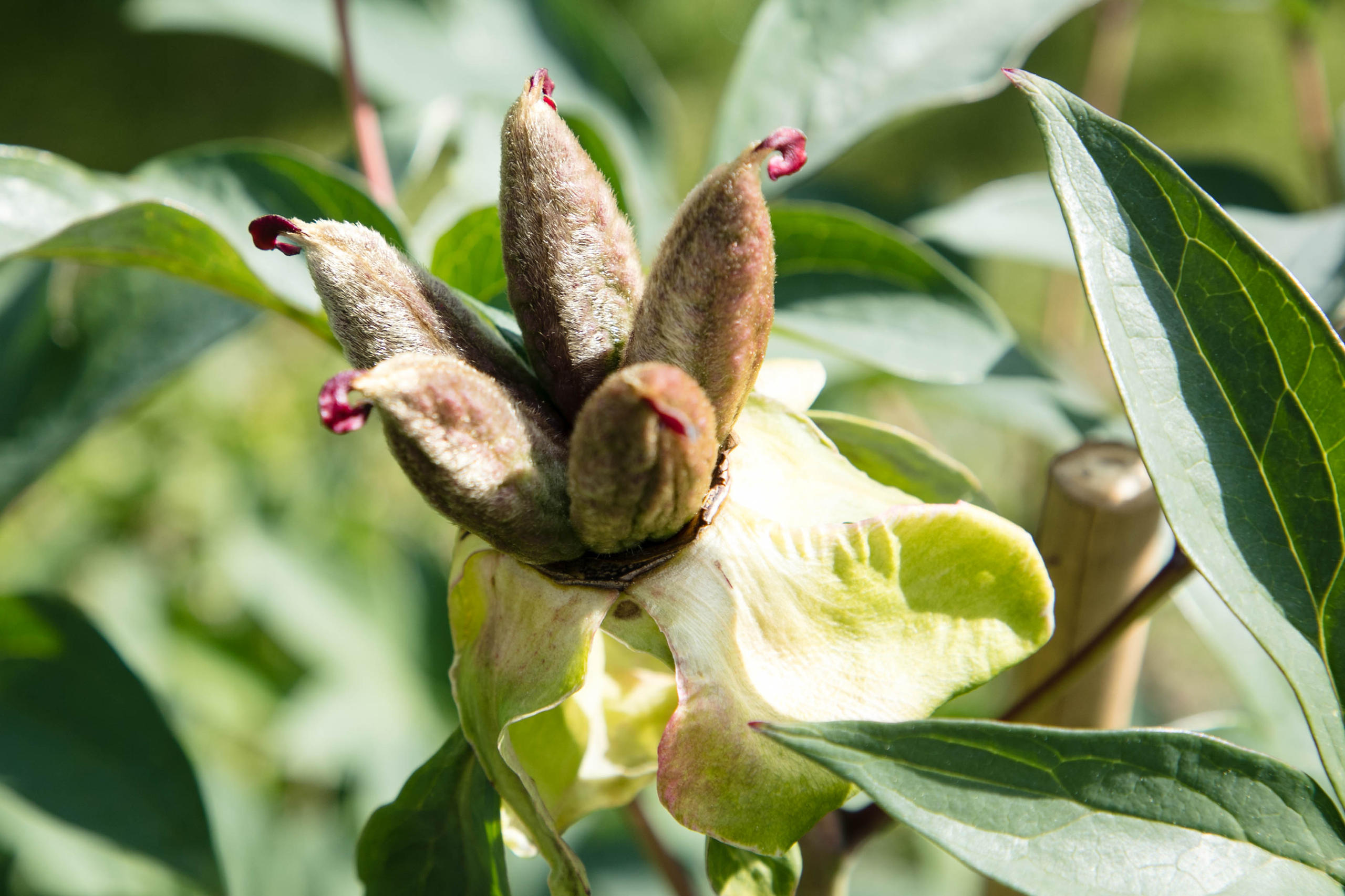 Infioriscenza di una peonia, Giappone.