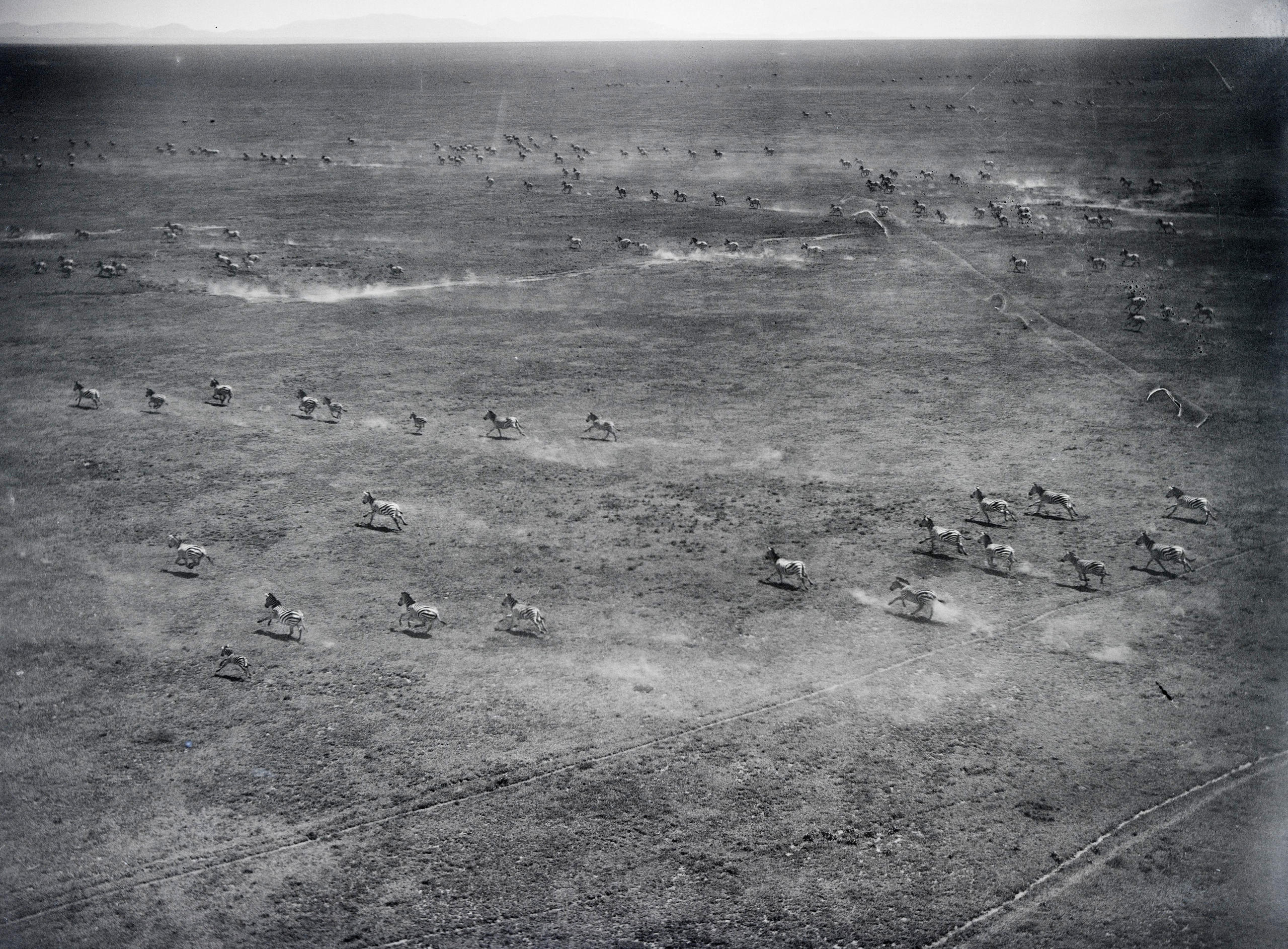 Blick von oben auf eine Steppe mit galoppierenden Tieren