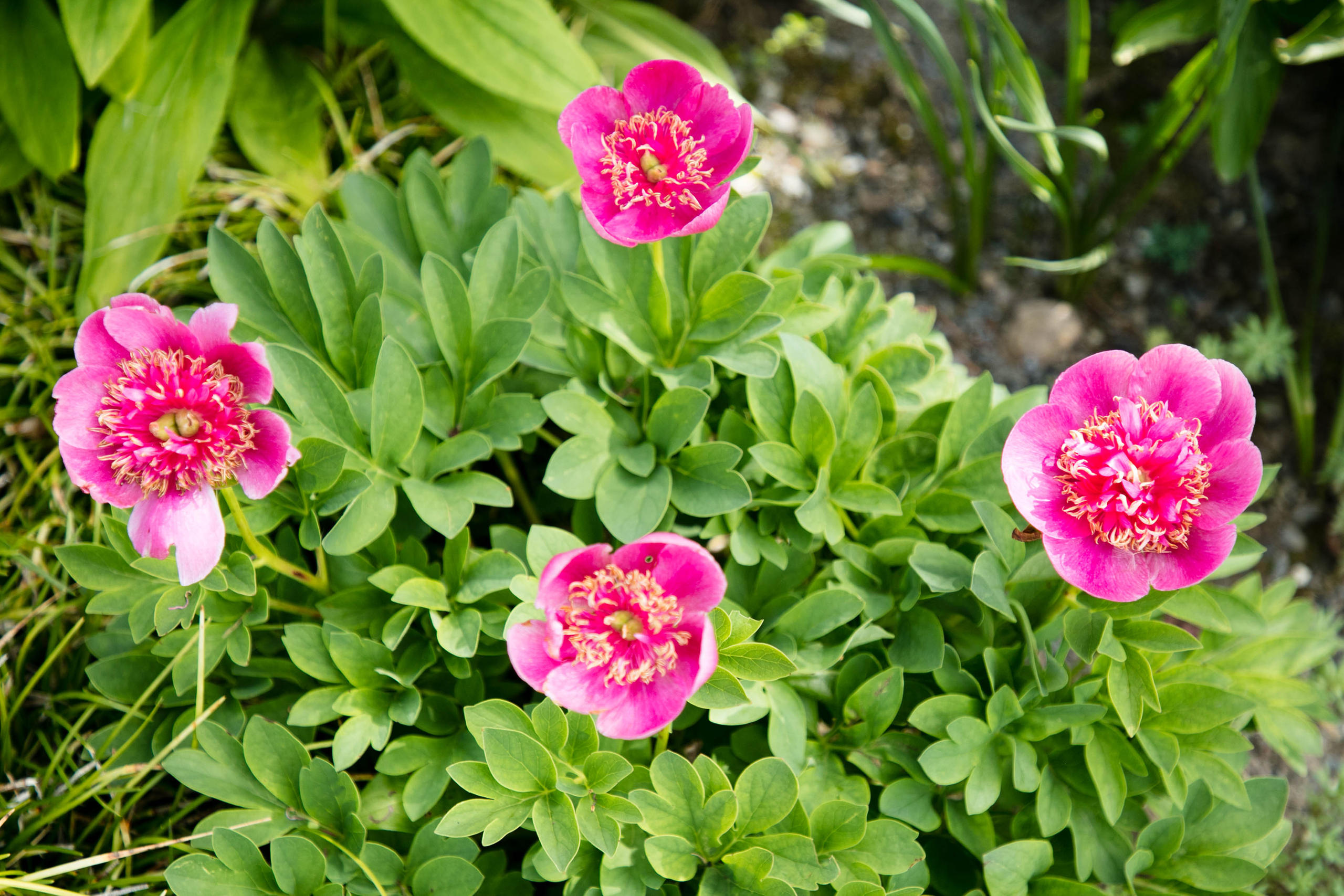 Common peony, Europe