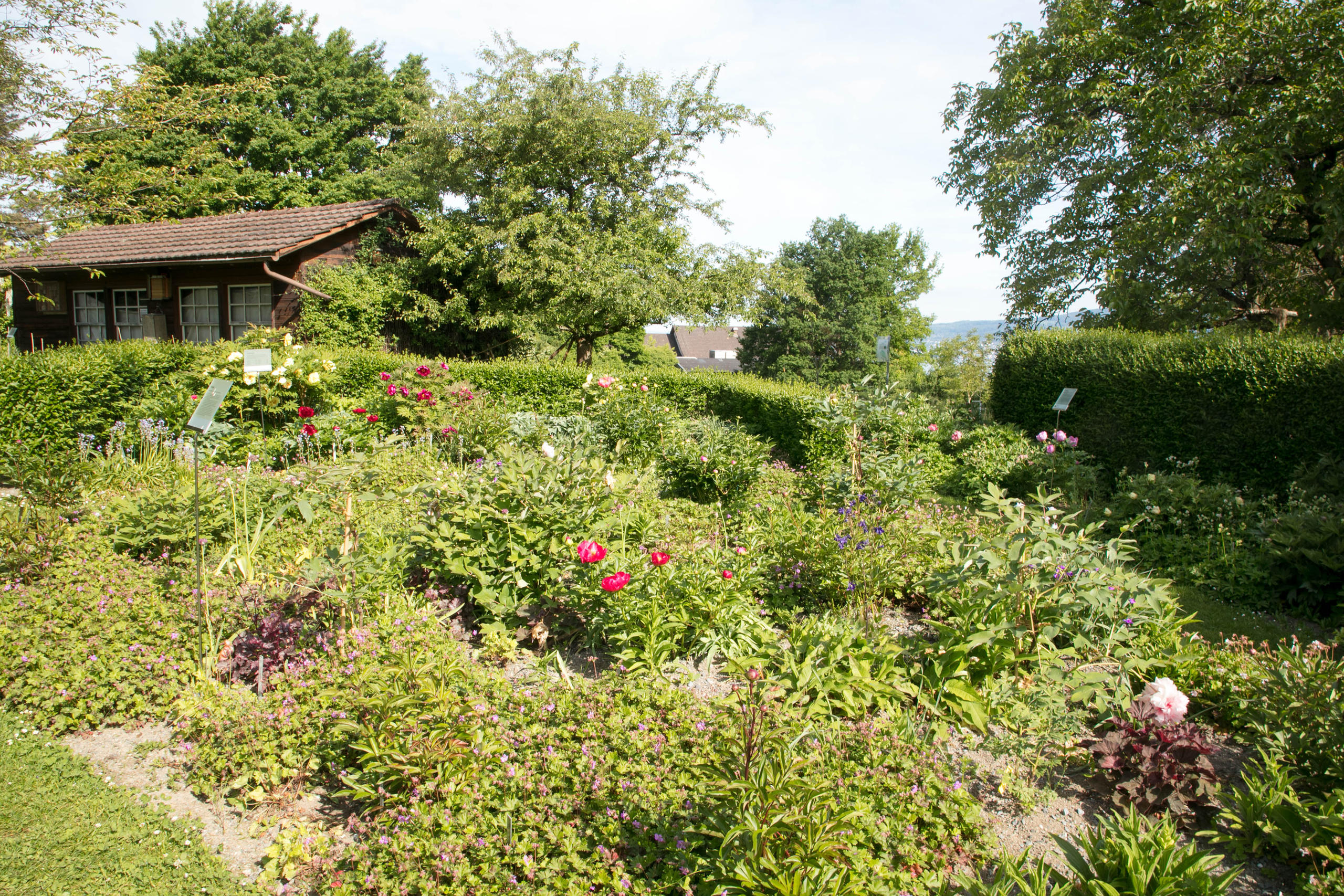 Les 250 espèces cultivées dans le jardin de Wädenswil proviennent d’Europe, d’Amérique, de Chine et du Japon.