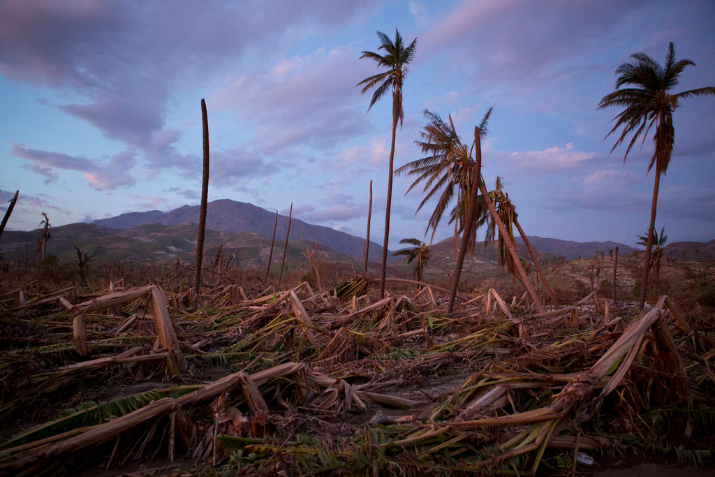 Fallen palm trees, knocked over by the hurricane