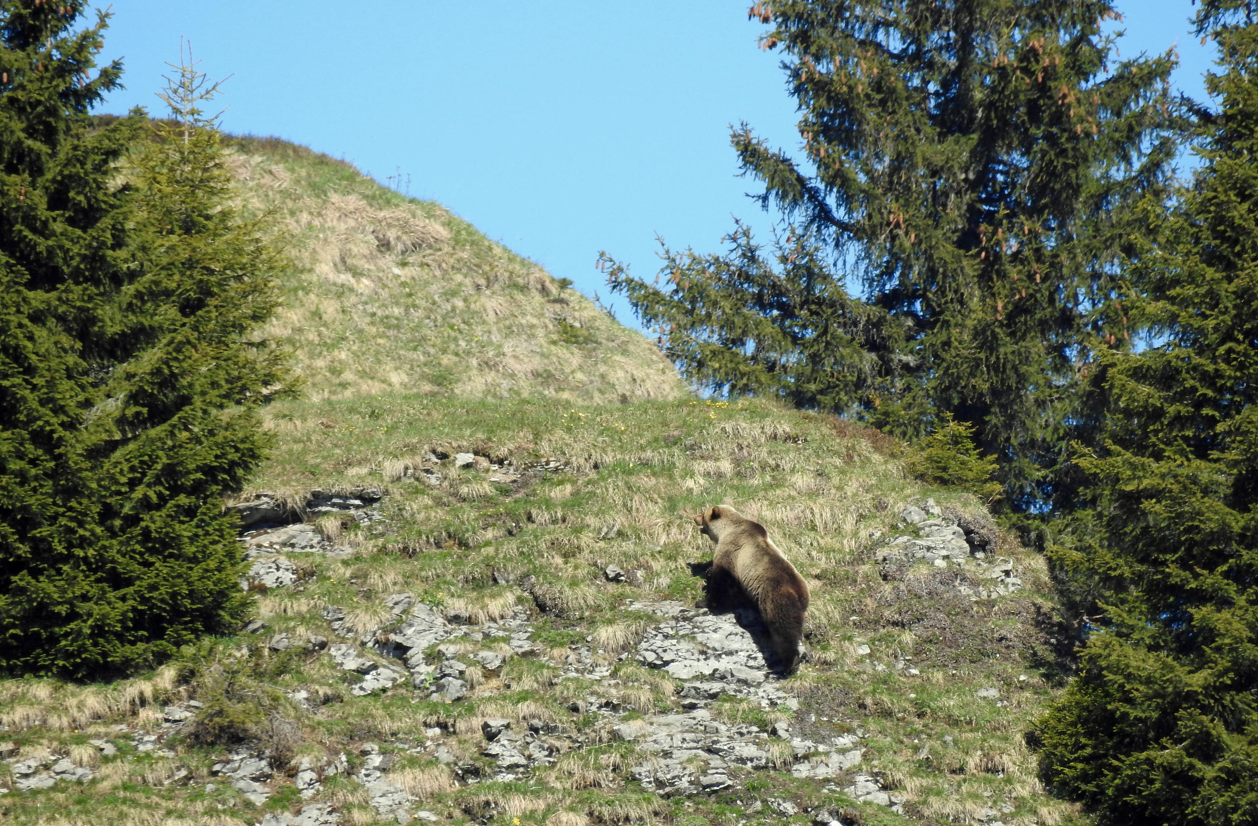 O urso subindo uma montanha