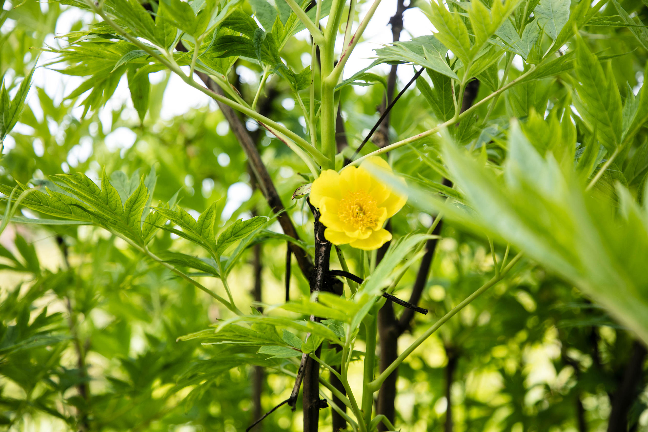 Paeonia lutea, Giappone.