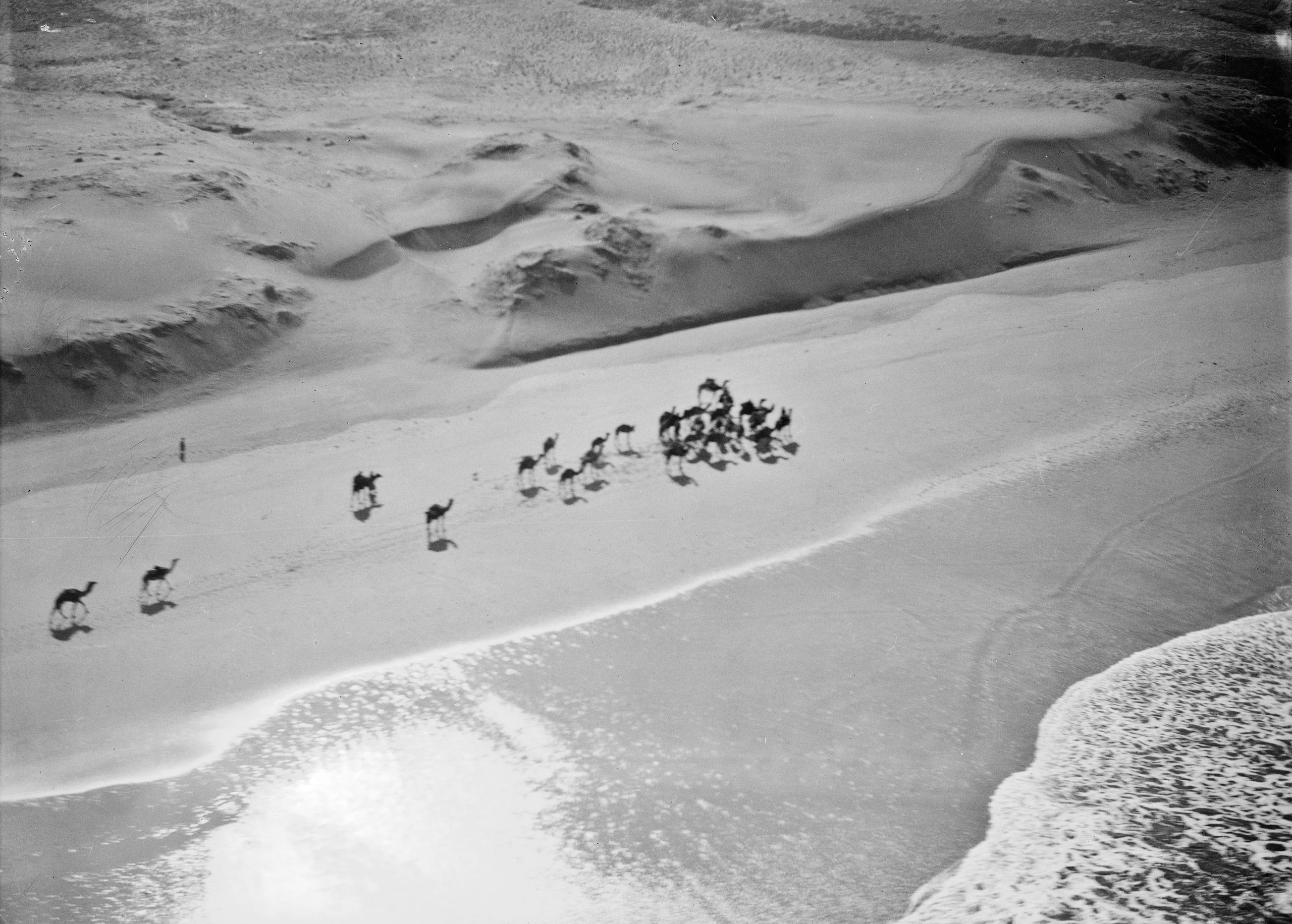 قافلة من الجمال في التقاء الصحراء بالمحيط الأطلسي في نهاية نهر تشاد، 1932. 