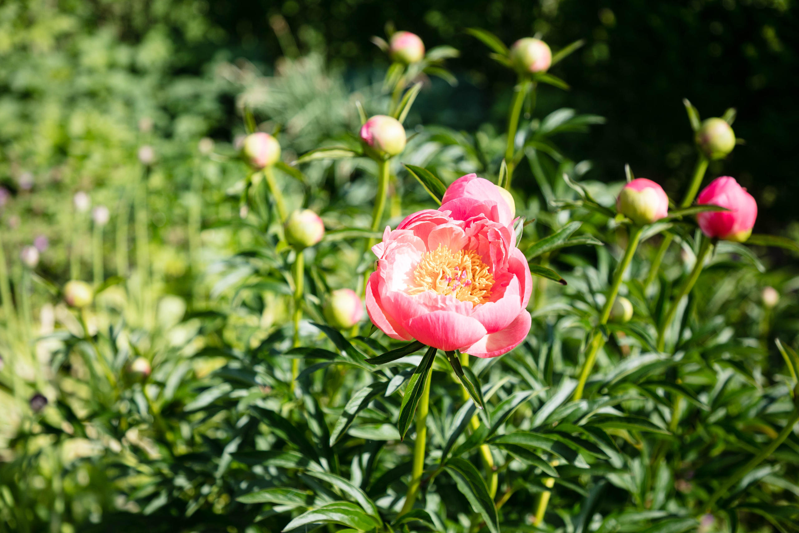 Coral Charm, Amérique