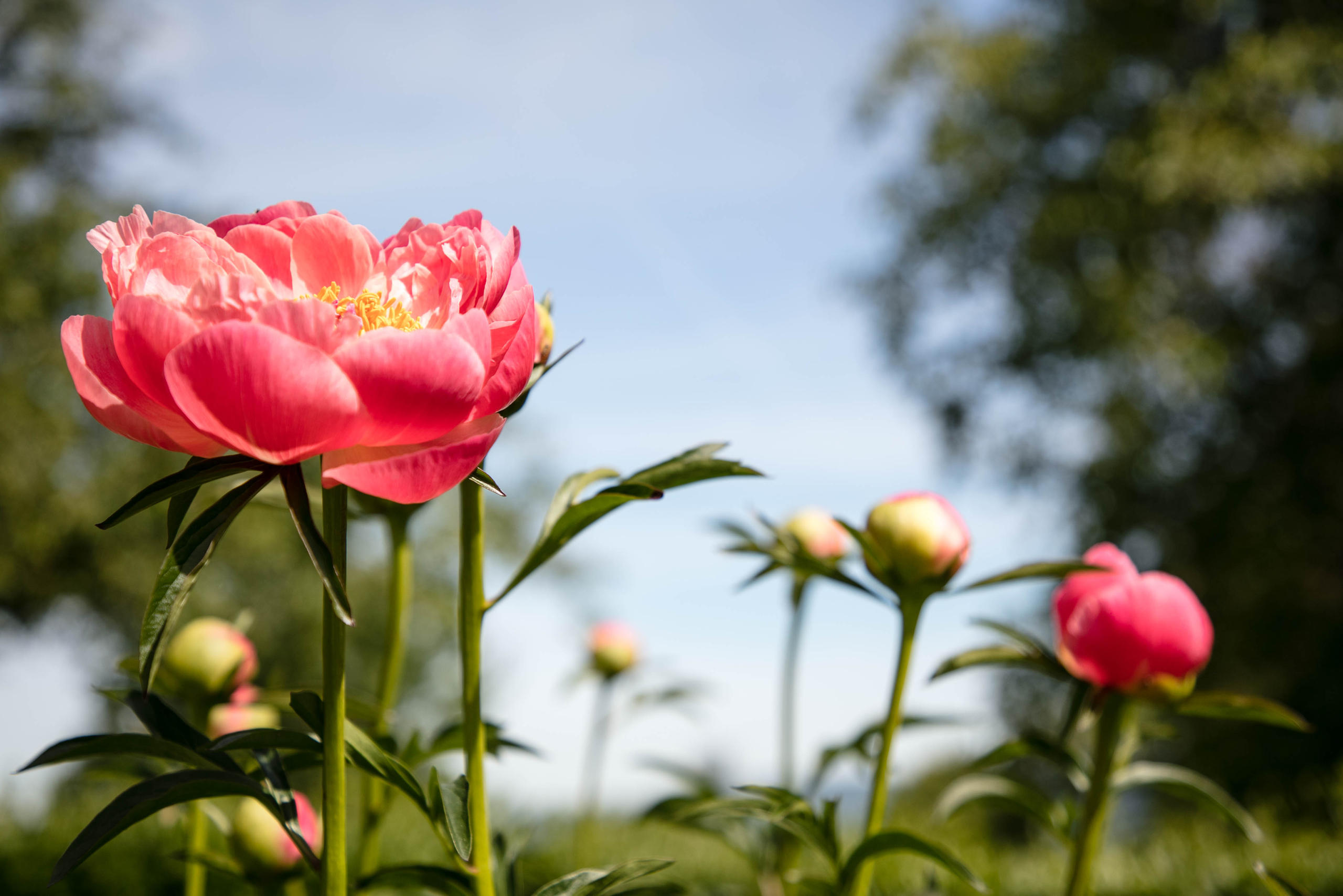 Peonie fiorite e in boccioli.