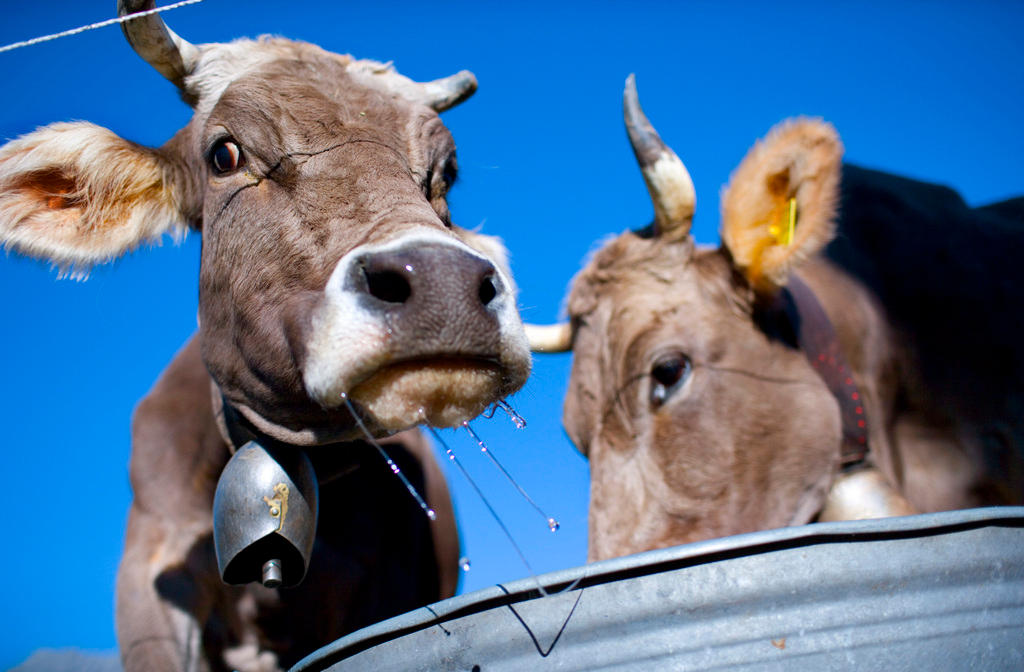 Two cows with bells around their necks eat from a metal trough