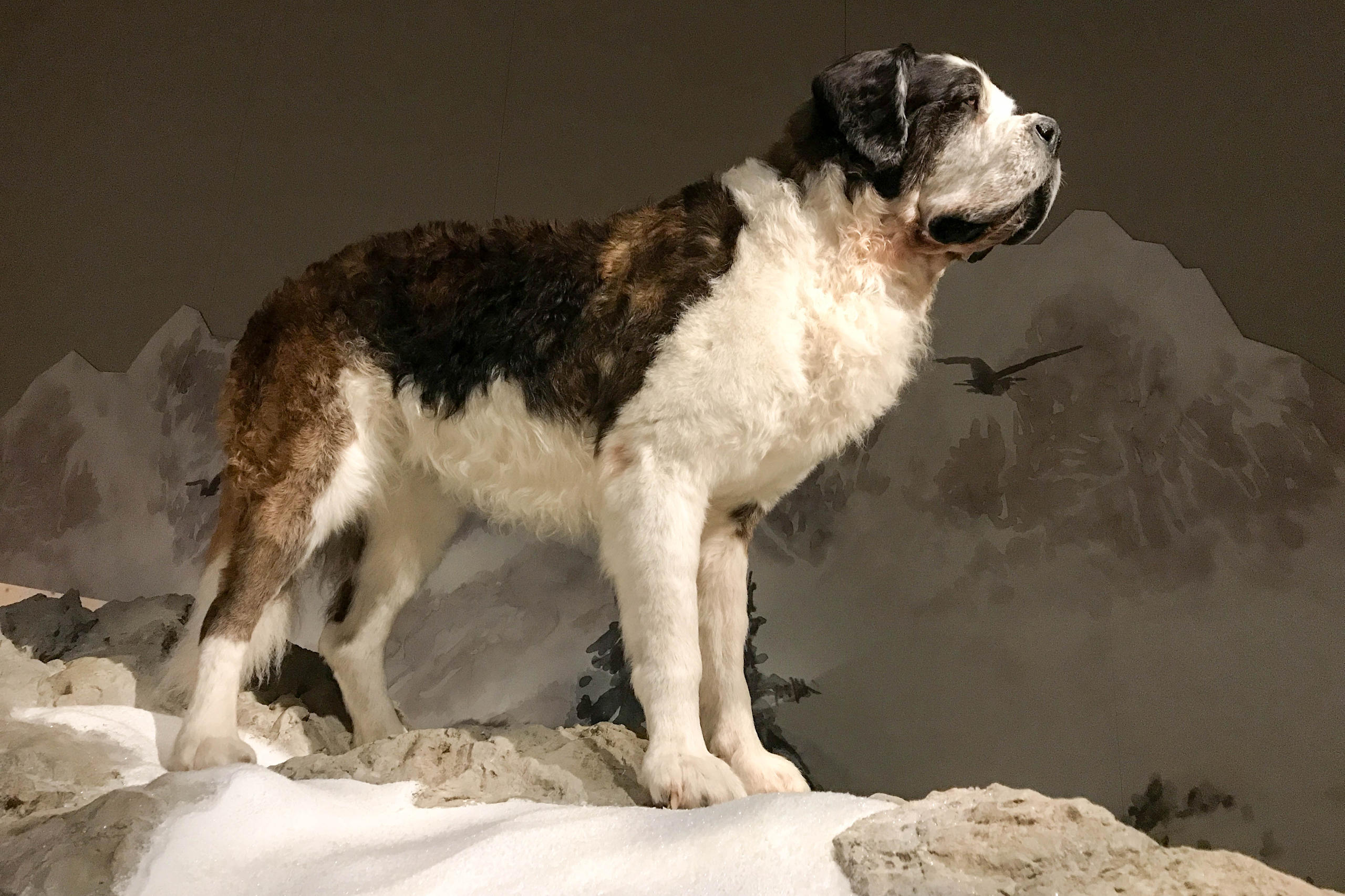 St. Bernard