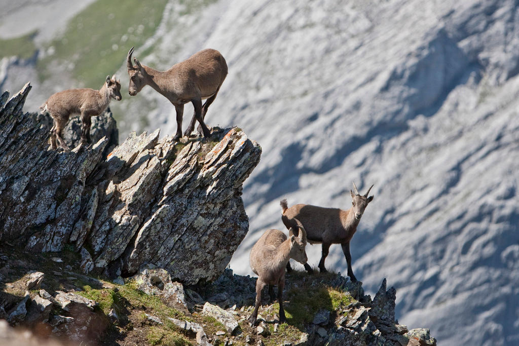 Female Alpine Ibexes (Capra ibex) with a young one at the Muttsee lake near Linthal in the canton of Glarus, Switzerland