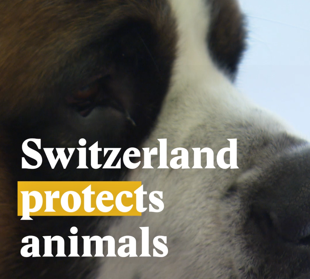Cover picture for a nouvo video on laws to protect animals.