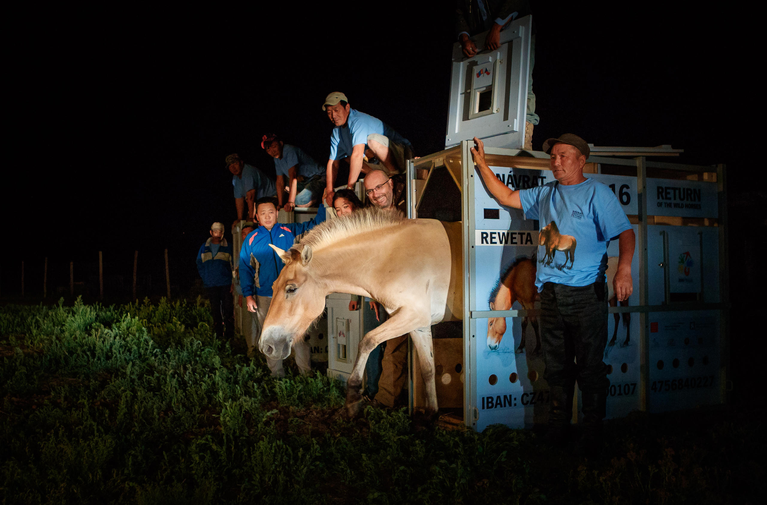 night time a horse being let out of a freight crate