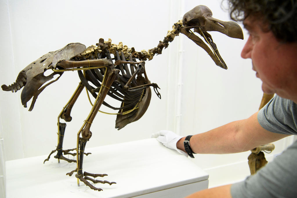 Lausanne s Zoology curator Robin Marchant shows off a rare dodo skeleton that has been restored