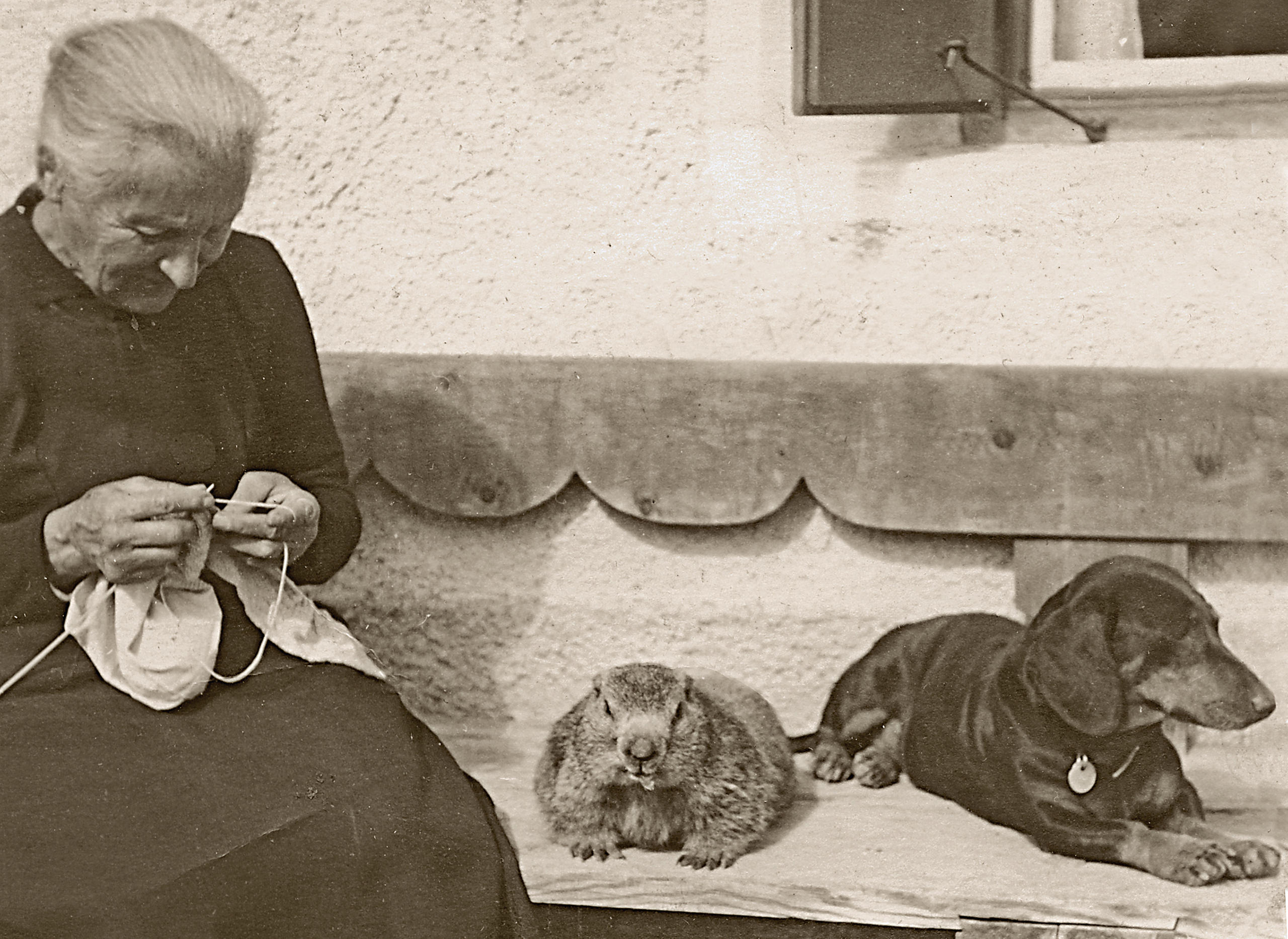 Anziana che lavora a maglia con a fianco una marmotta e un cane