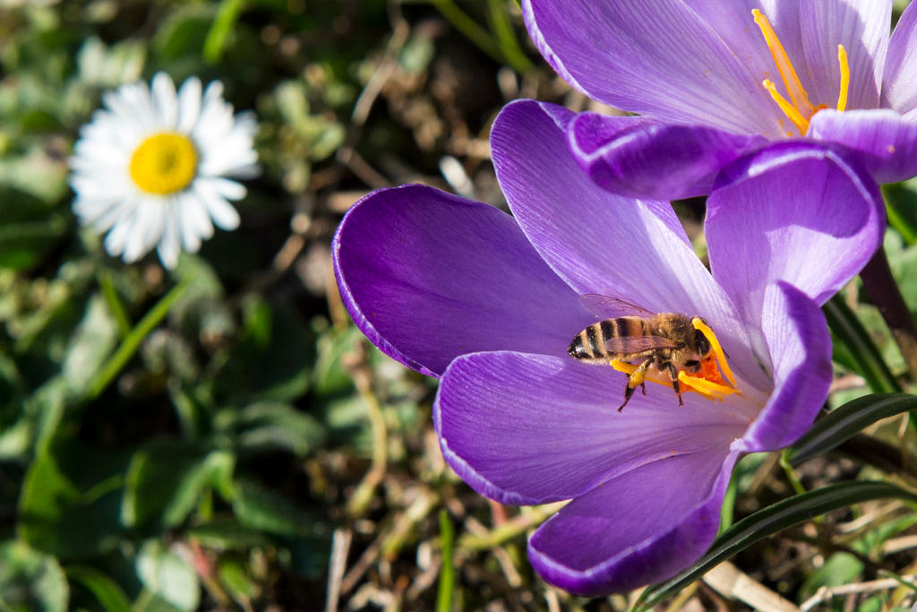 A bee eats the nectar of a flowering purple crocus