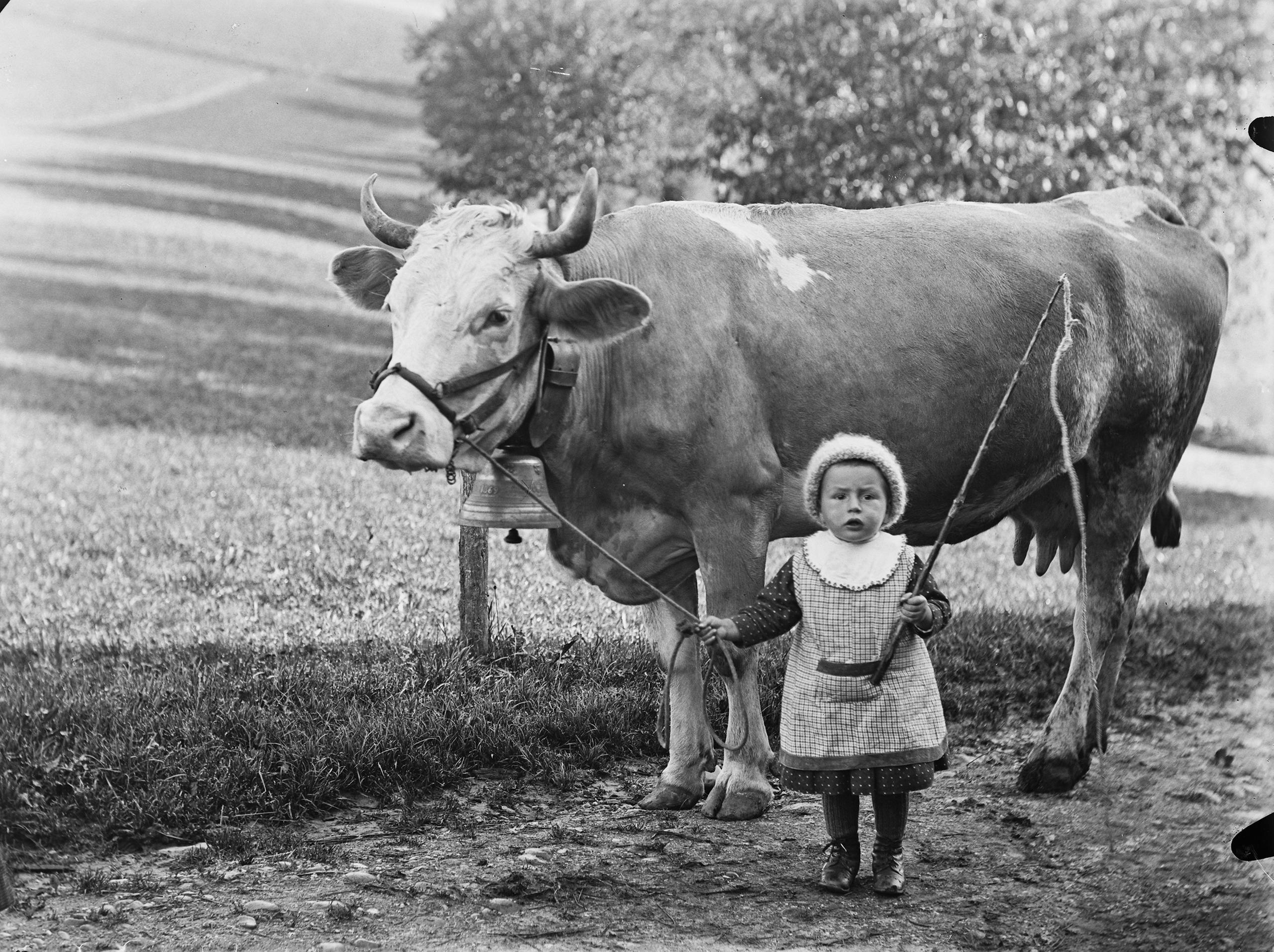bambina che tiene una mucca alla cavezza
