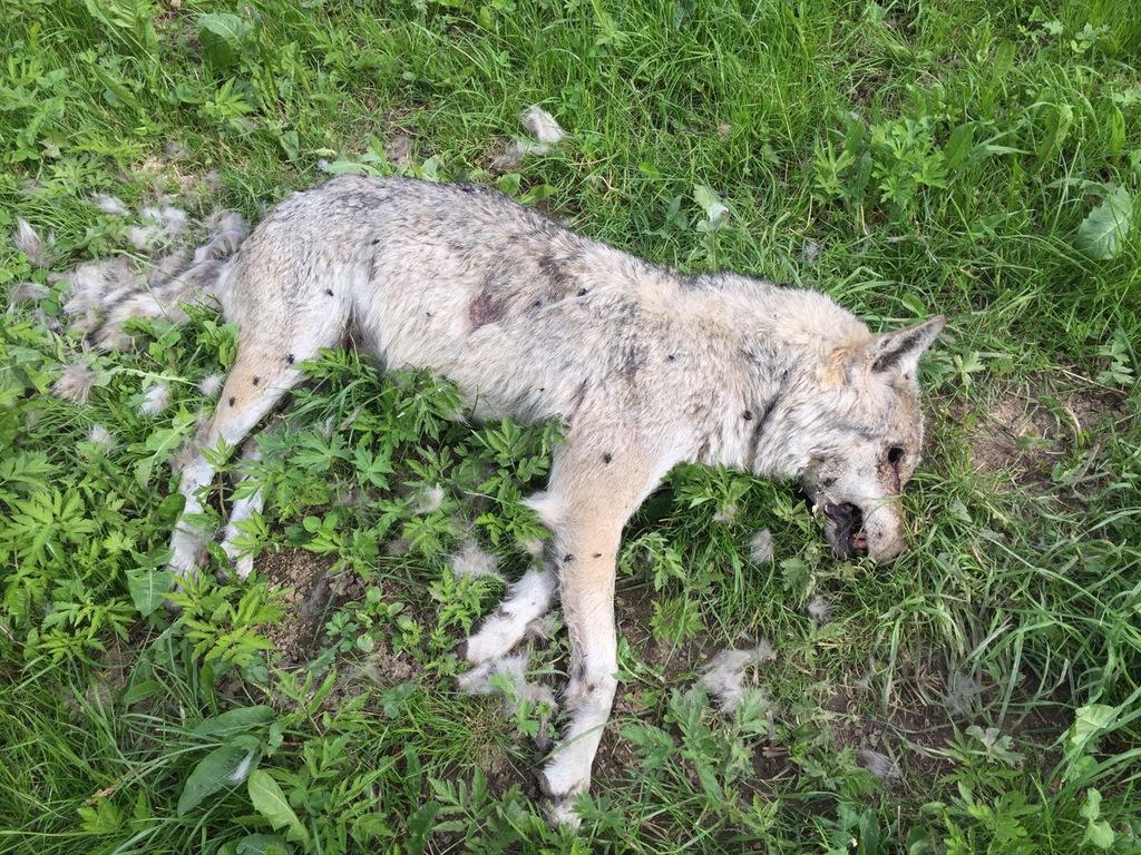 A dead wolf lies on a patch of grass