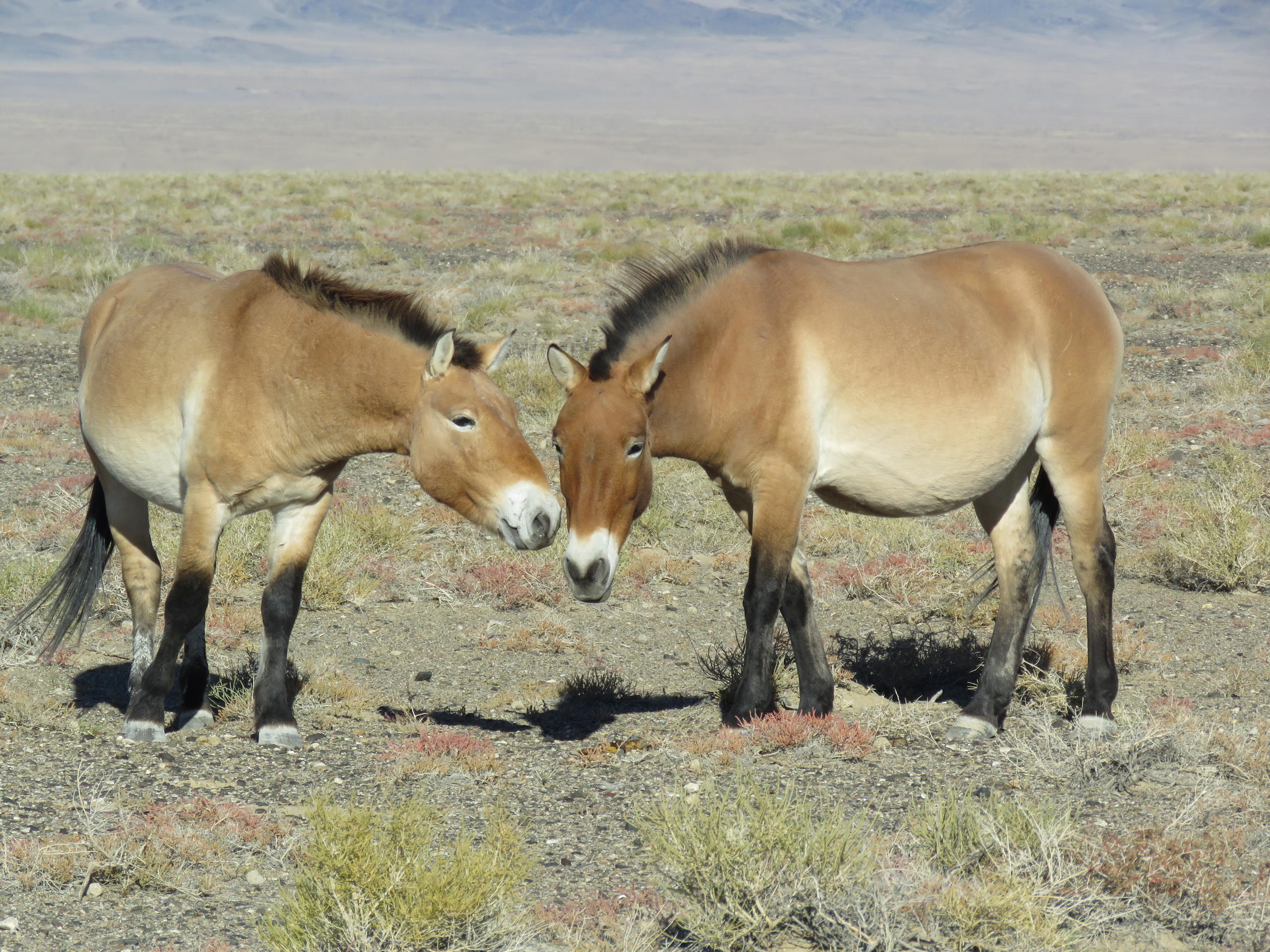 две молодых лошади в степи Монголии