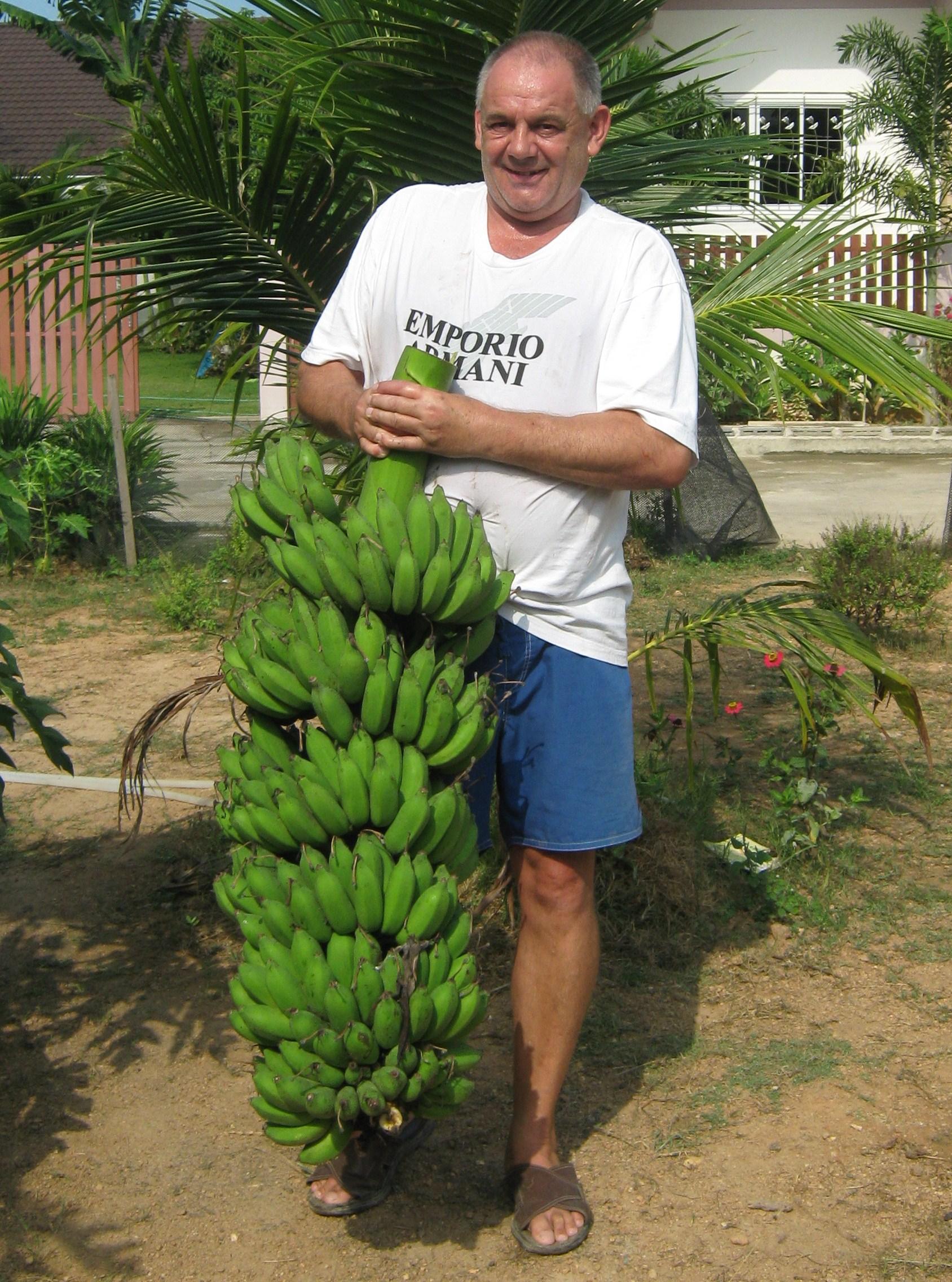 René Wittwer con una penca de plátanos.
