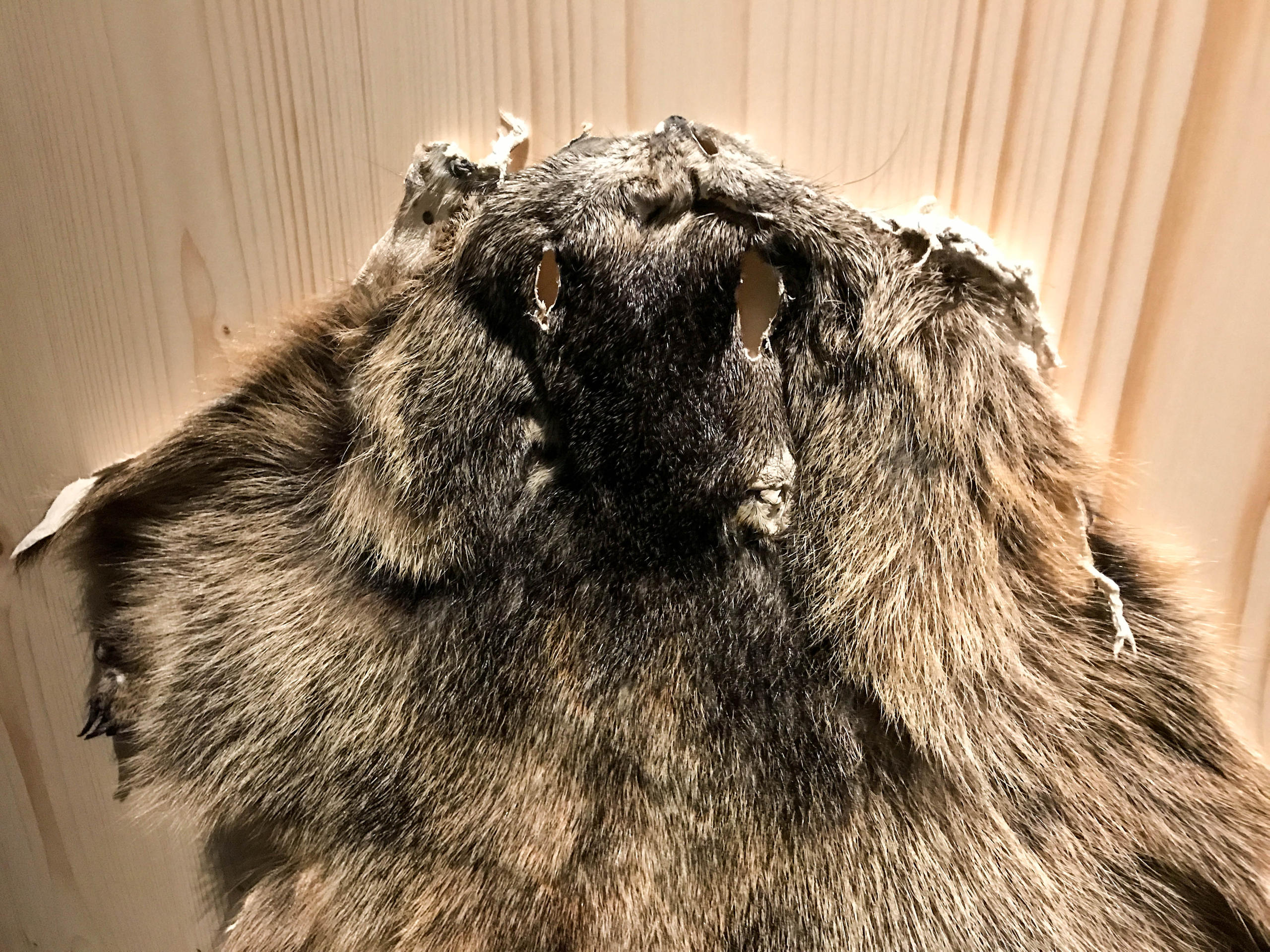 Marmot furn