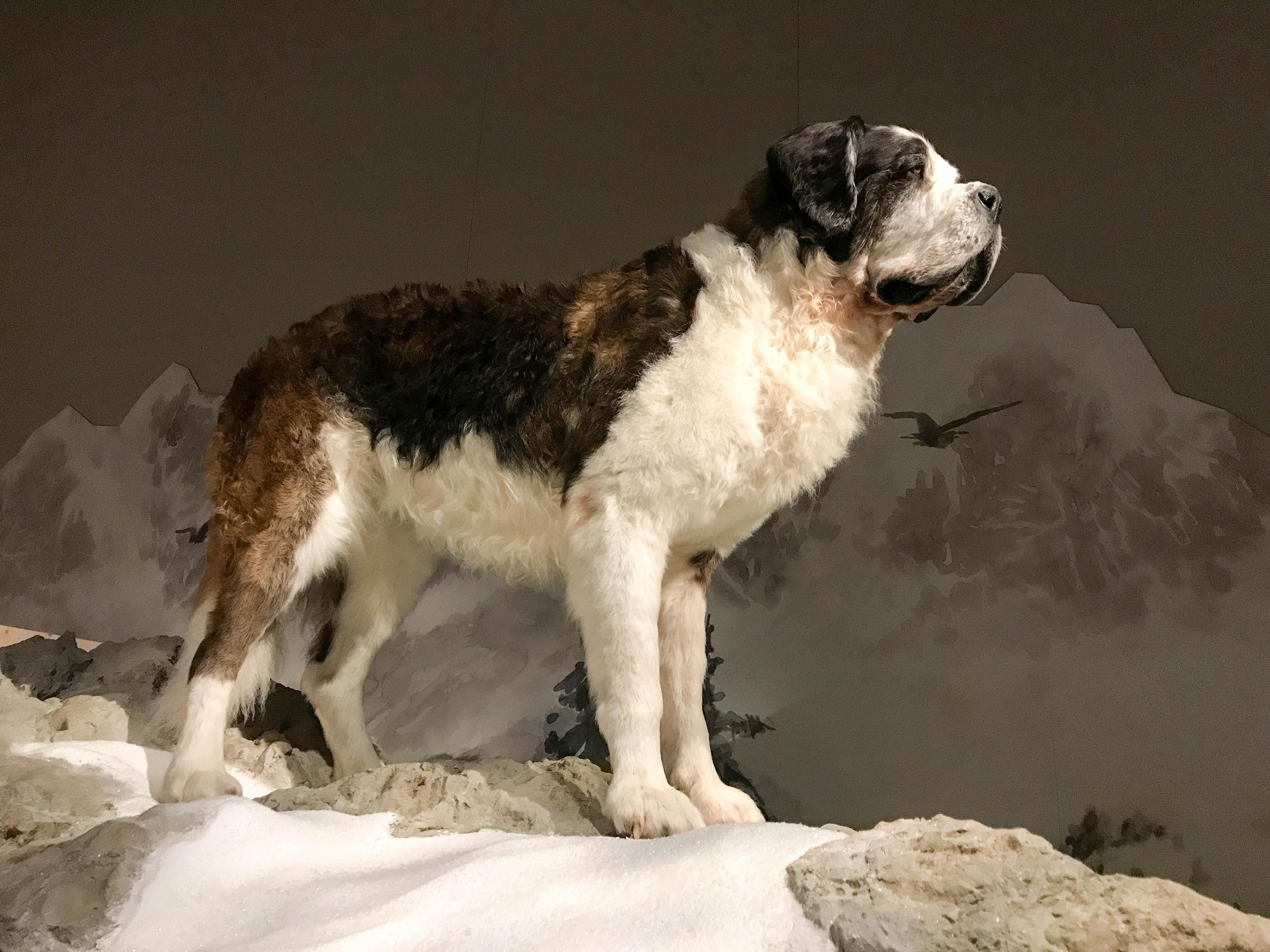 St. Bernard