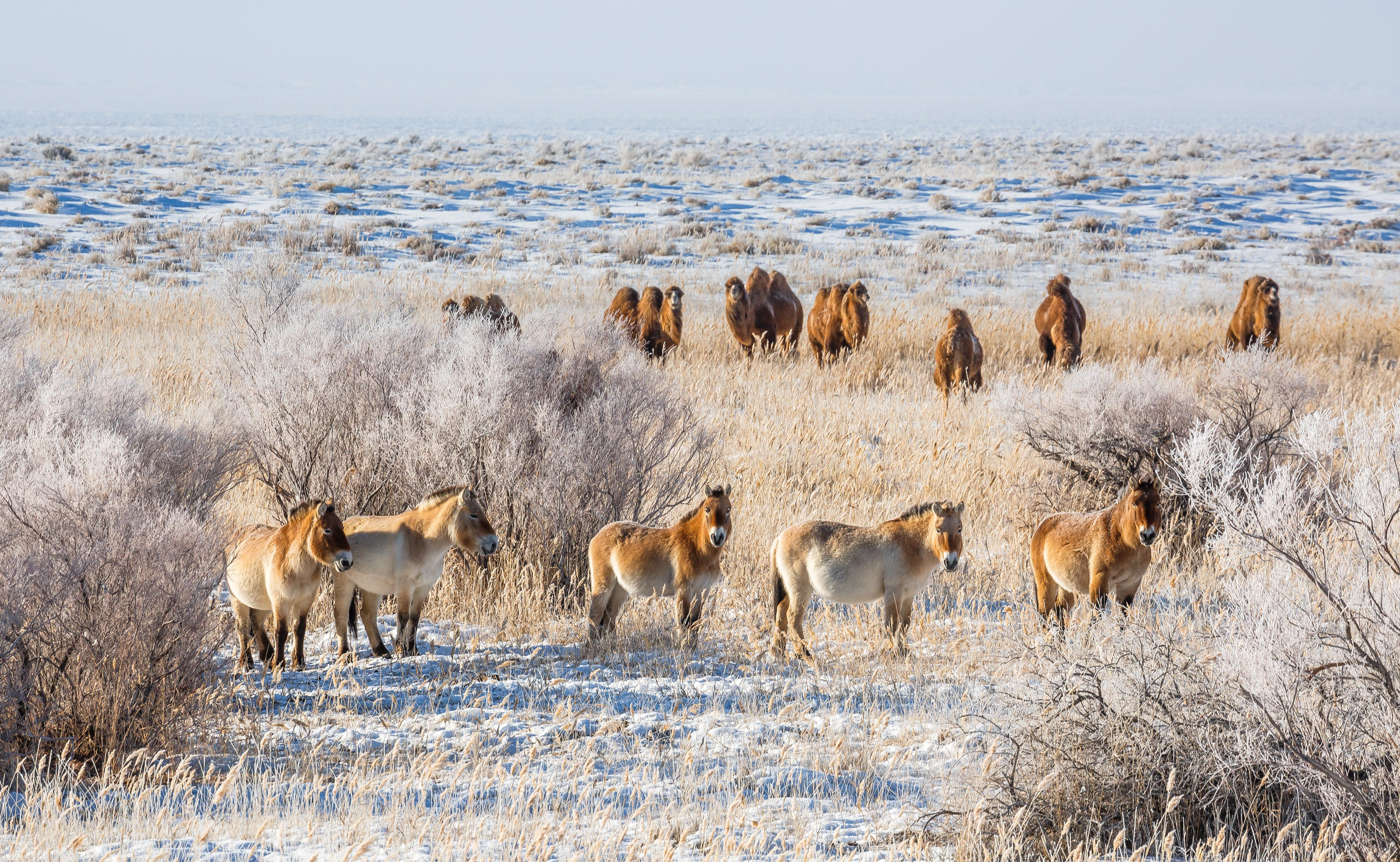 Oggi la popolazione Thaki conta circa 200 esemplari nel deserto del Gobi.
