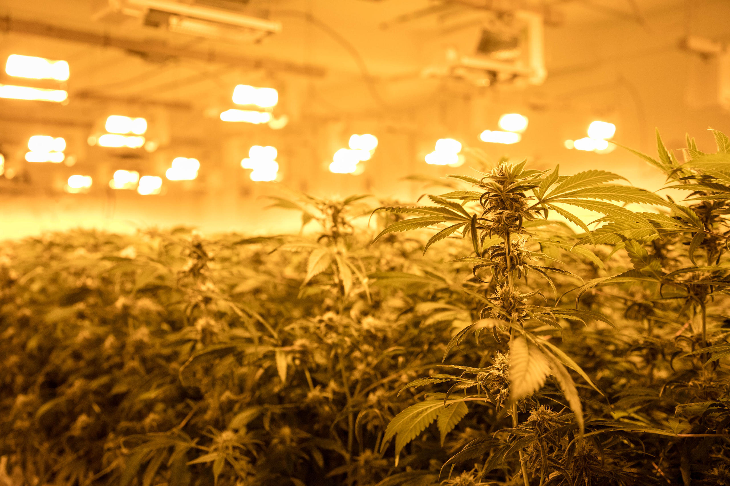 在培植房内，大麻在强效灯光照明下茁壮成长。