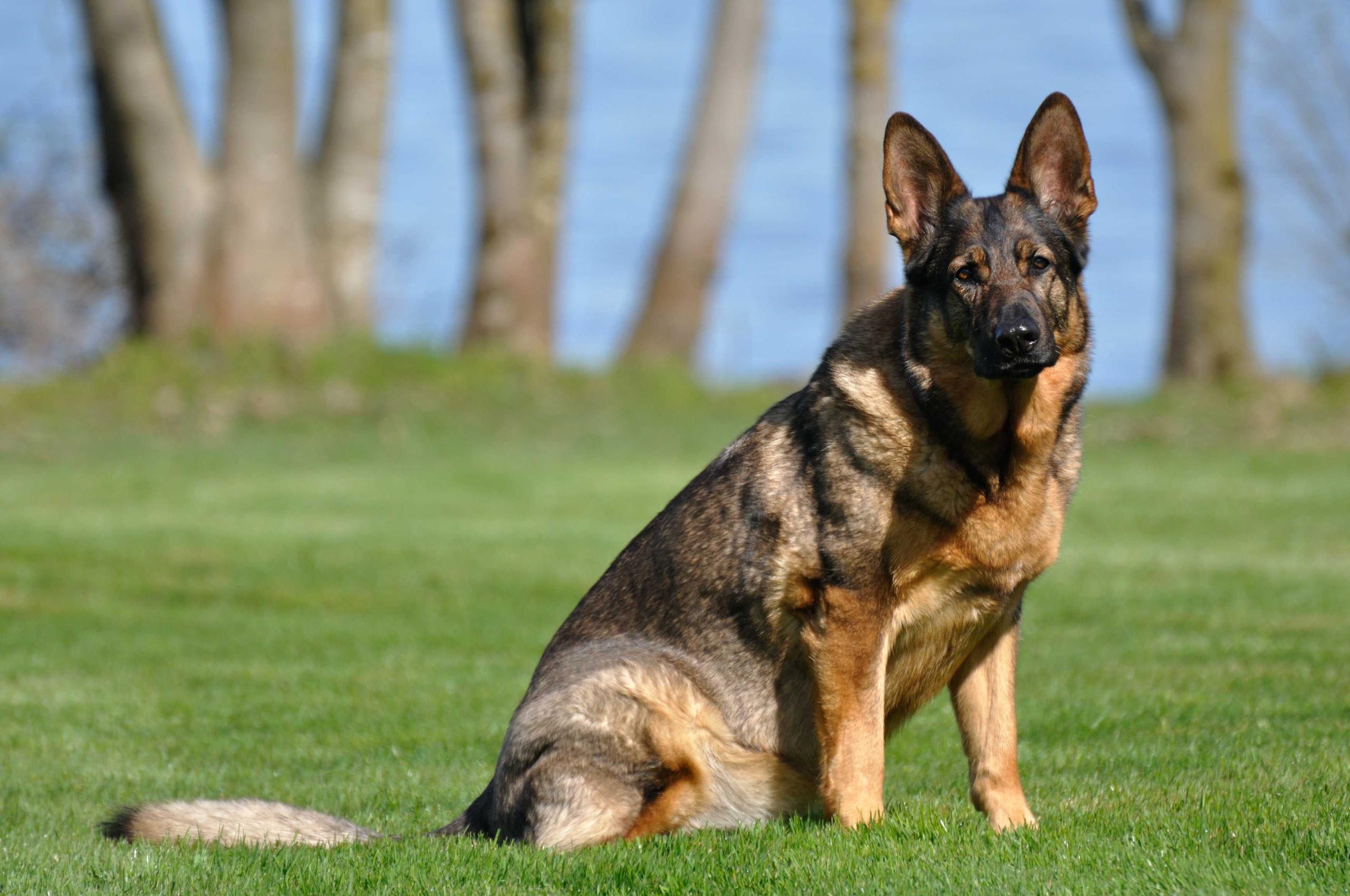 Ein deutscher Schäferhund sitzt auf einer Rasenfläche.