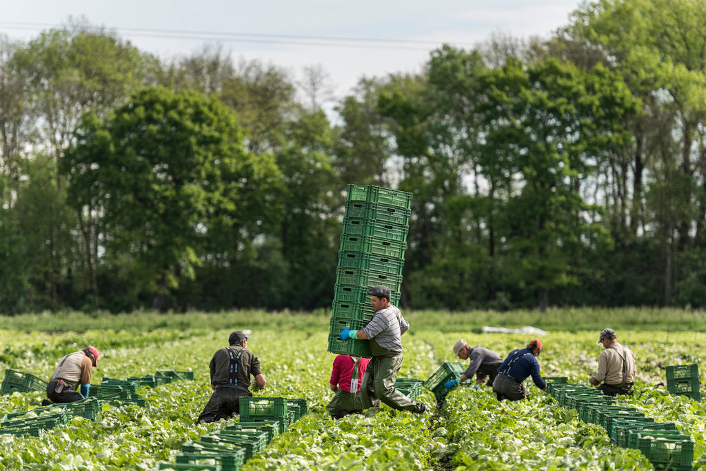 Workers from Portugal pick salads at Ried bei Kerzers in canton Fribourg in 2014.
